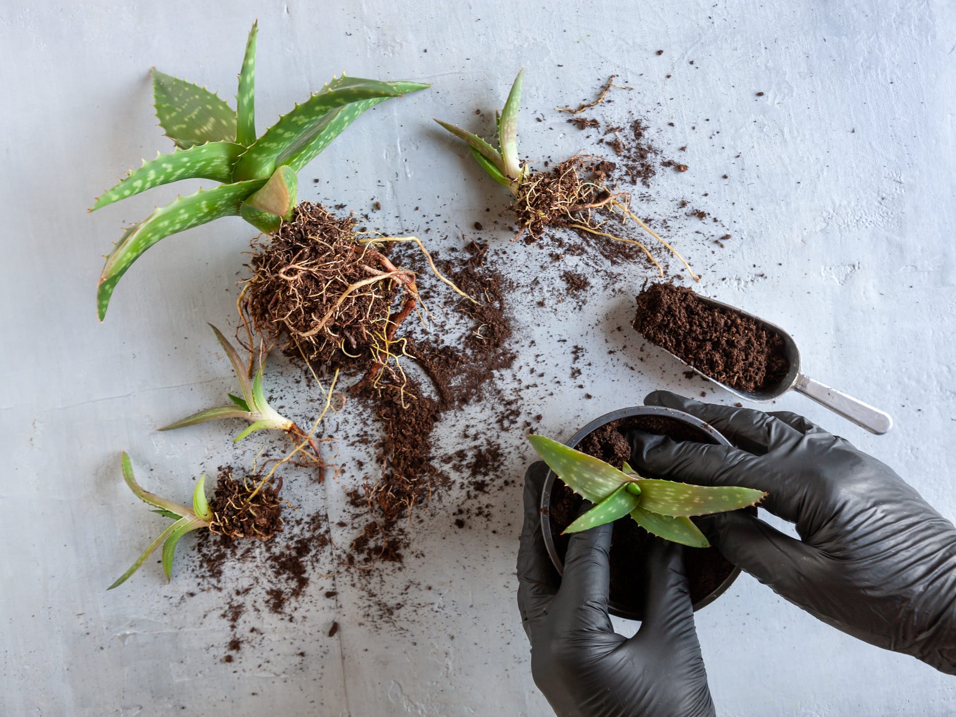 Hands in black gloves repotting aloe vera while baby plants lay next to it