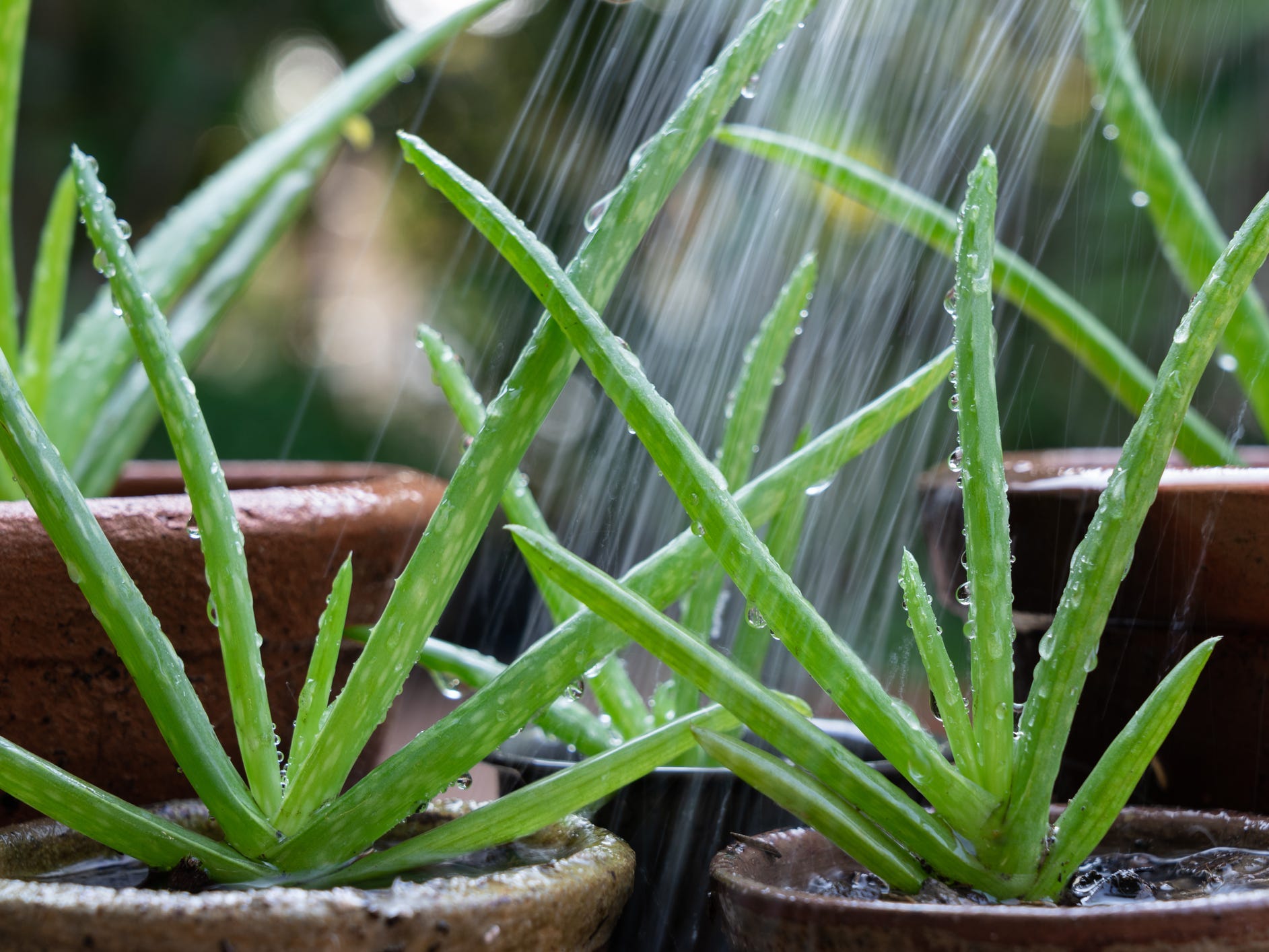 Two aloe plants being watered