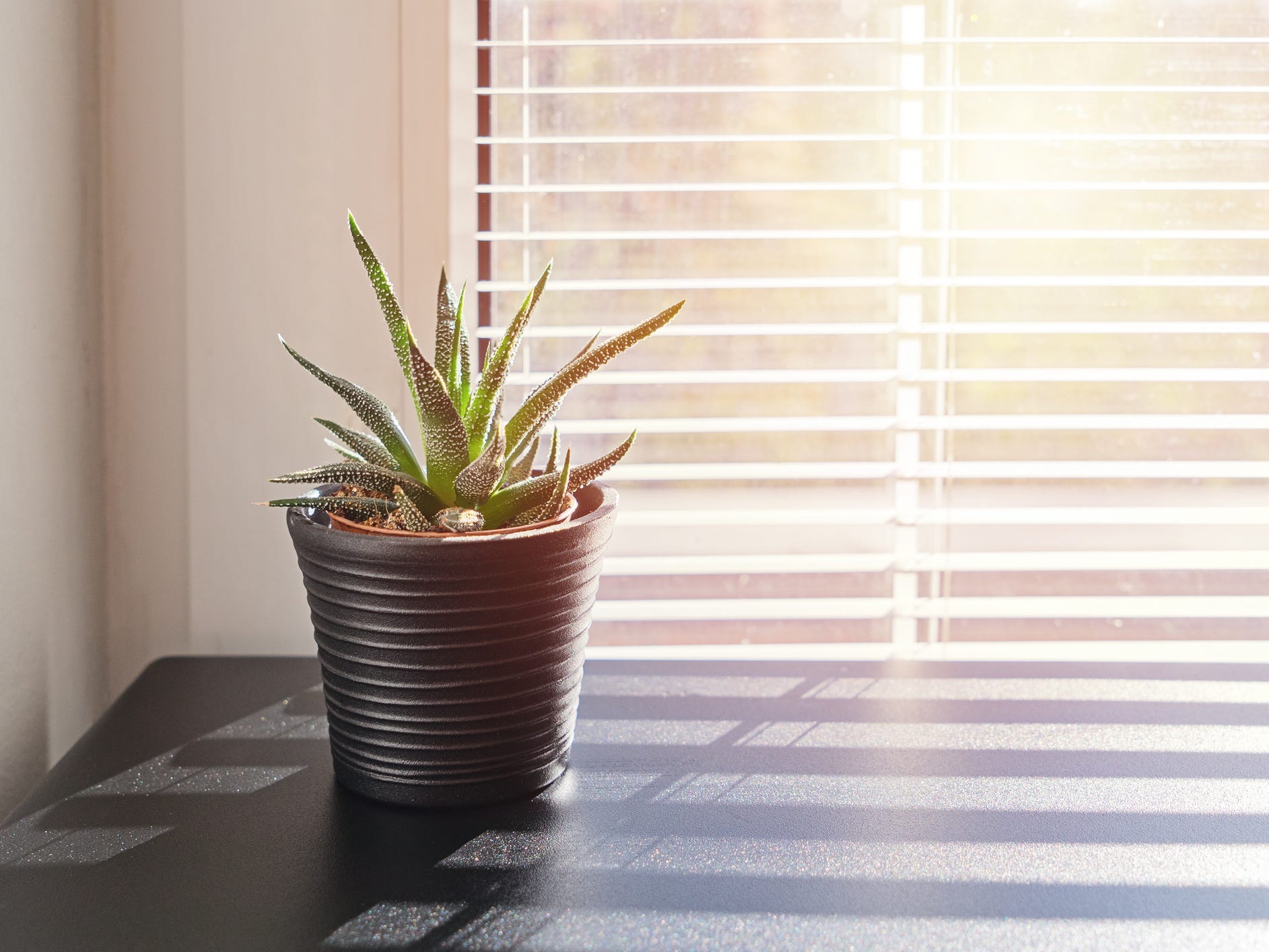 A potted aloe plant in front of a window with sun streaming in