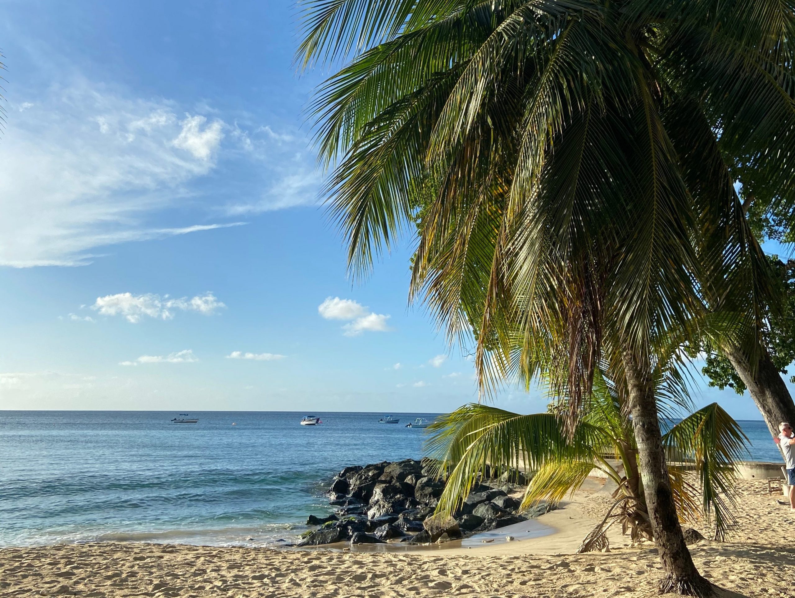 A beach with a palm tree