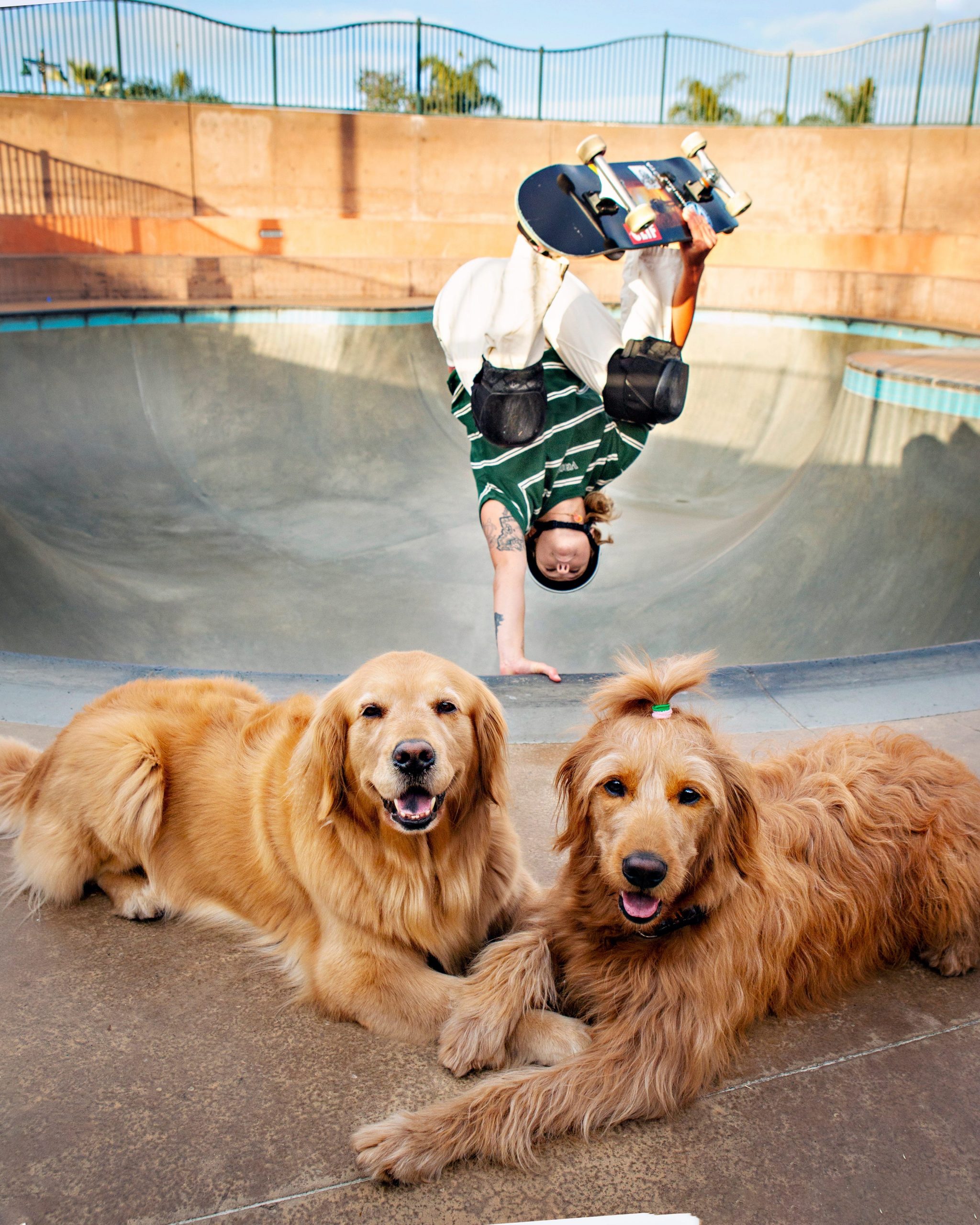 Two large golden dogs lay next to each other crossing feet while a woman skates upside down in a bowl behind them. There's a fence and blue skies behind them.