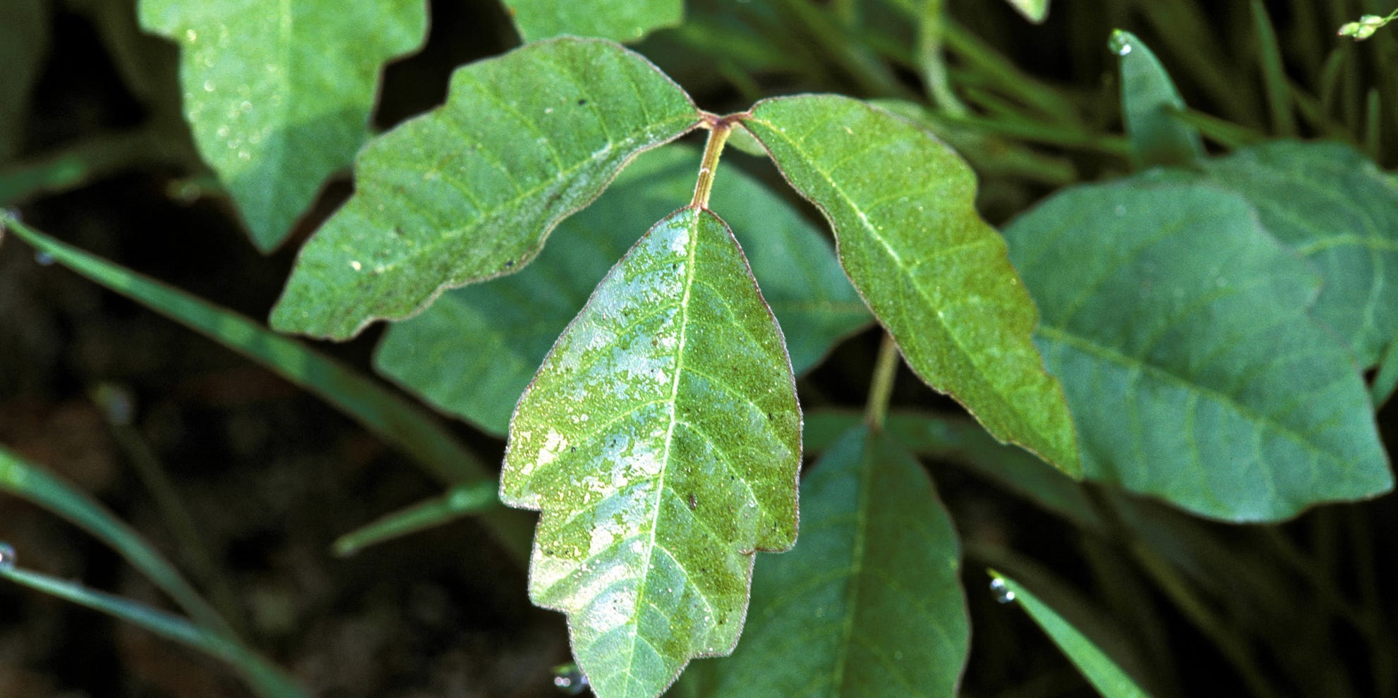 poison oak