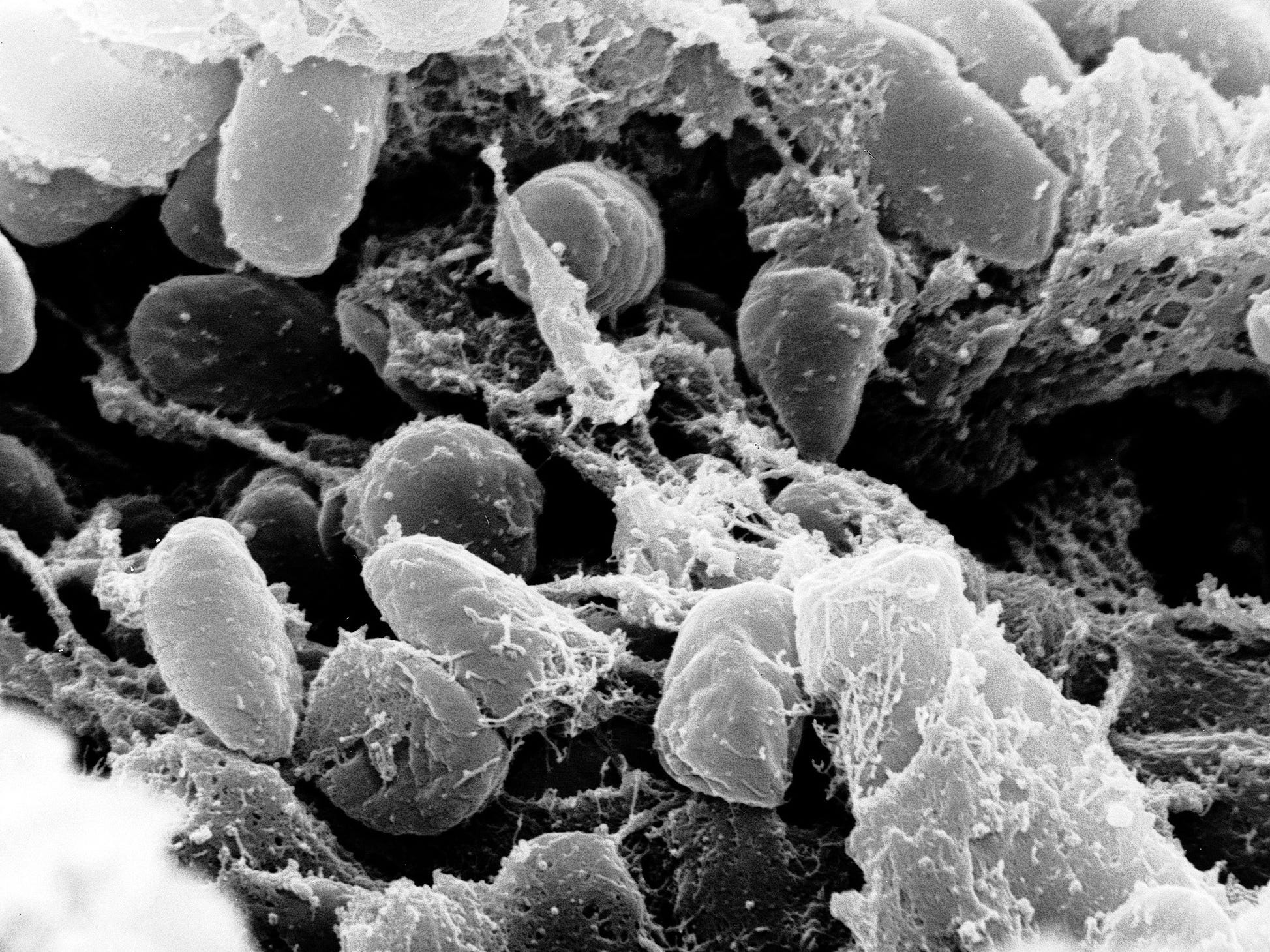 black plague bacteria y. pestiris