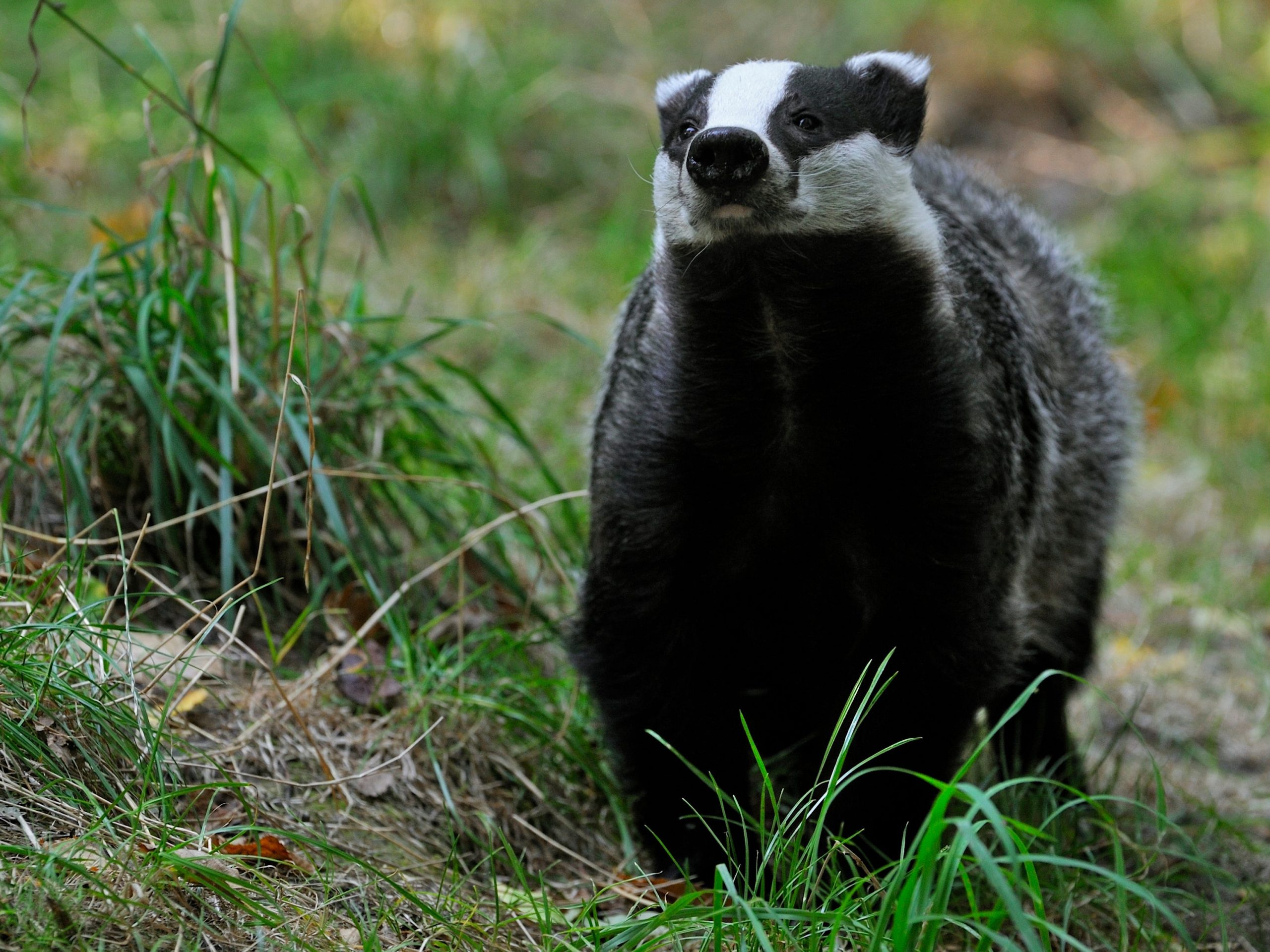 A badger foraging in the woods