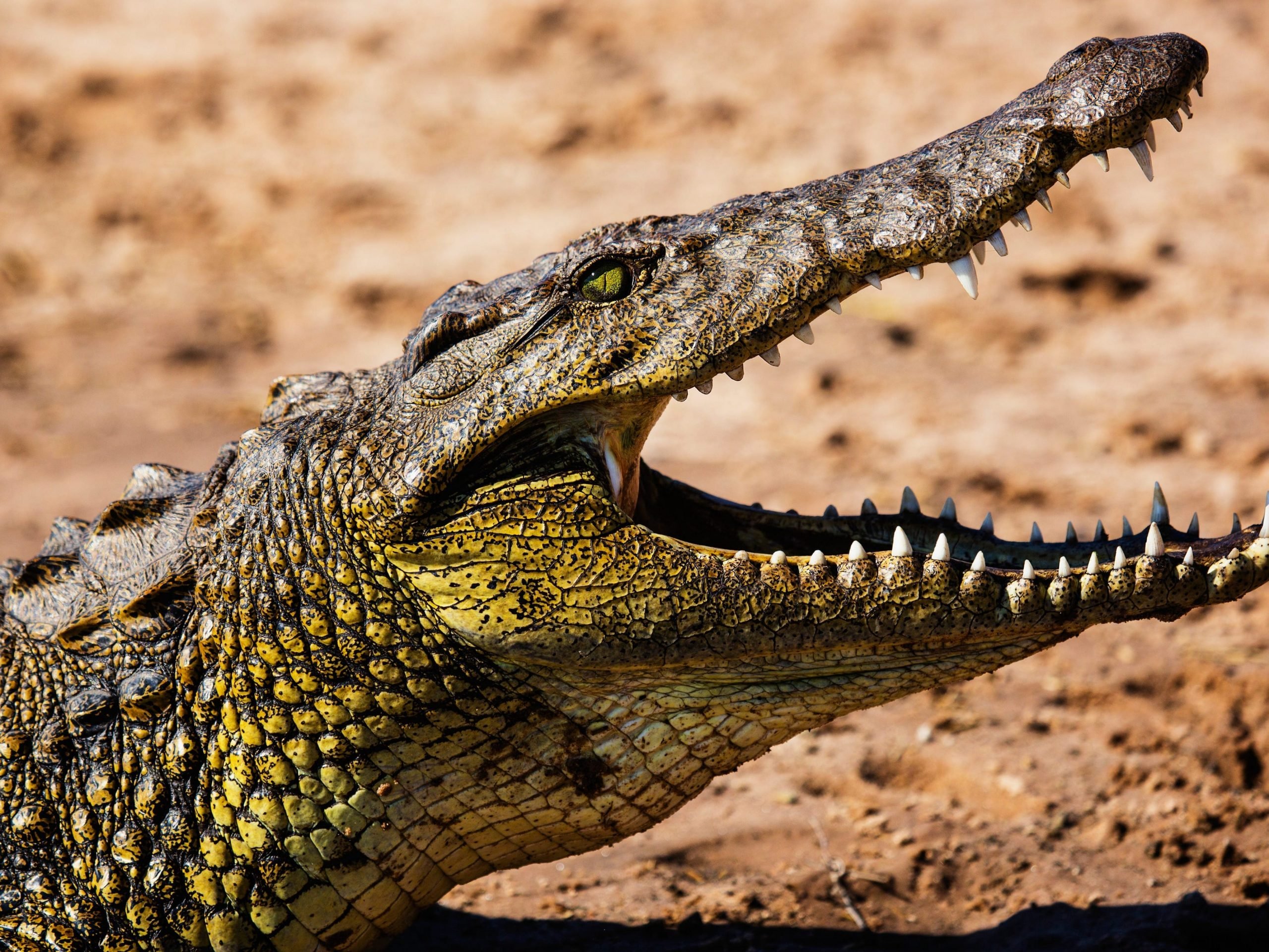 A sideview portrait of the head of a Nile crocodile