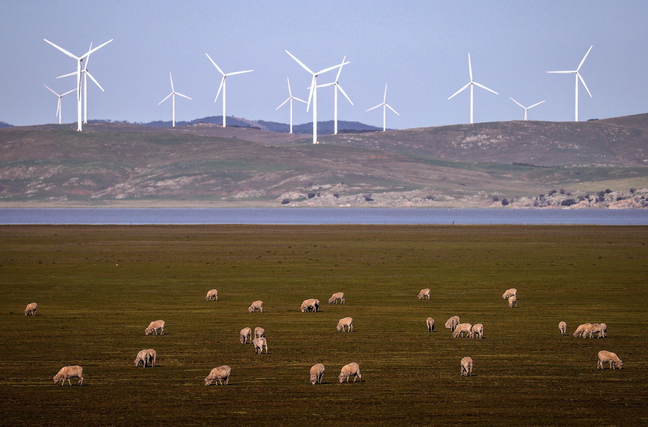 A smattering of sheep graze in the foreground of this Australian landscape. Many wind turbines are spinning in the background.