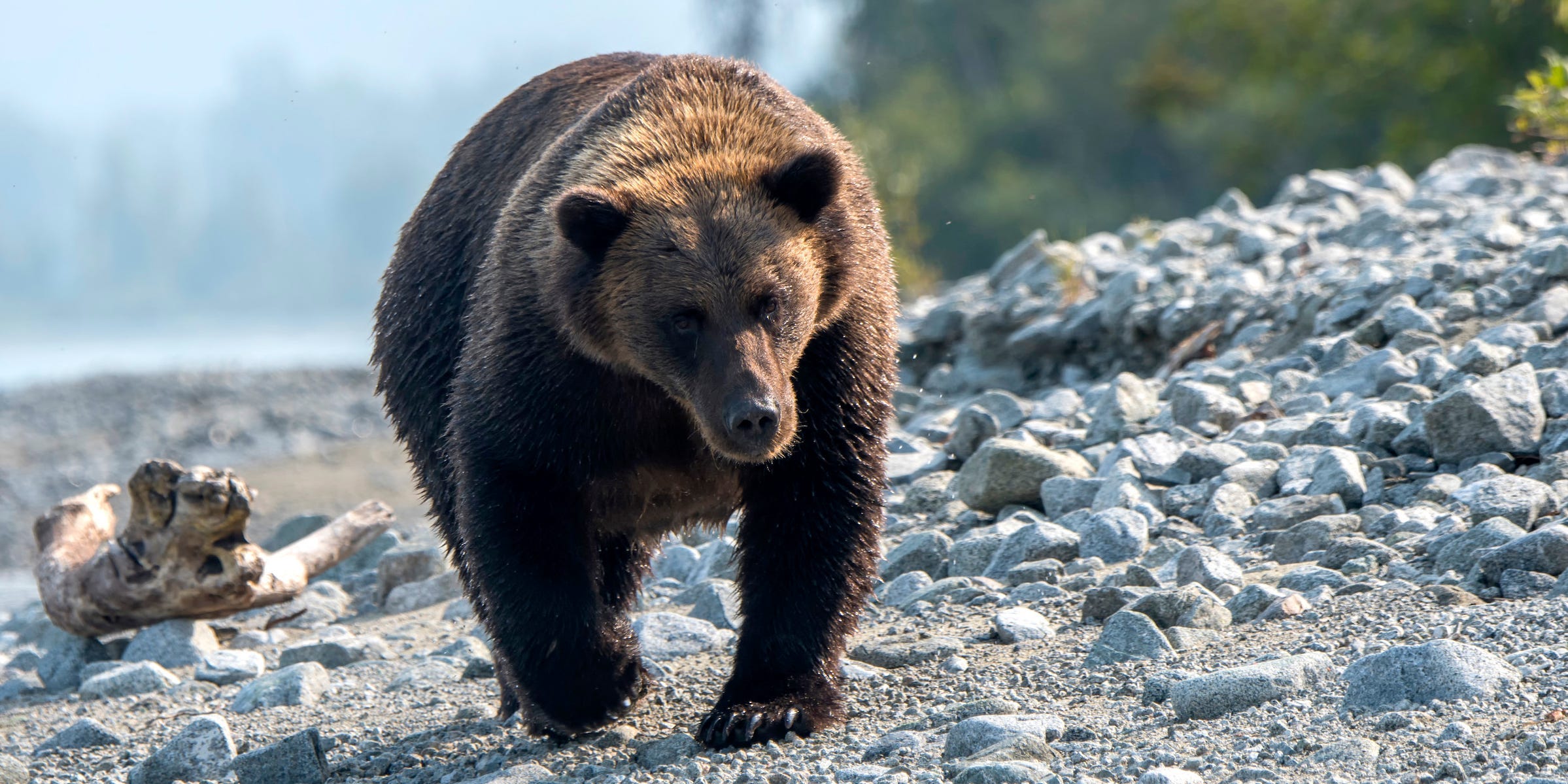 A Brown bear (Ursus arctos) is walking and looking for salmon on a beach along the shore of Lake Crescent in Lake Clark National Park and Preserve, Alaska, USA.