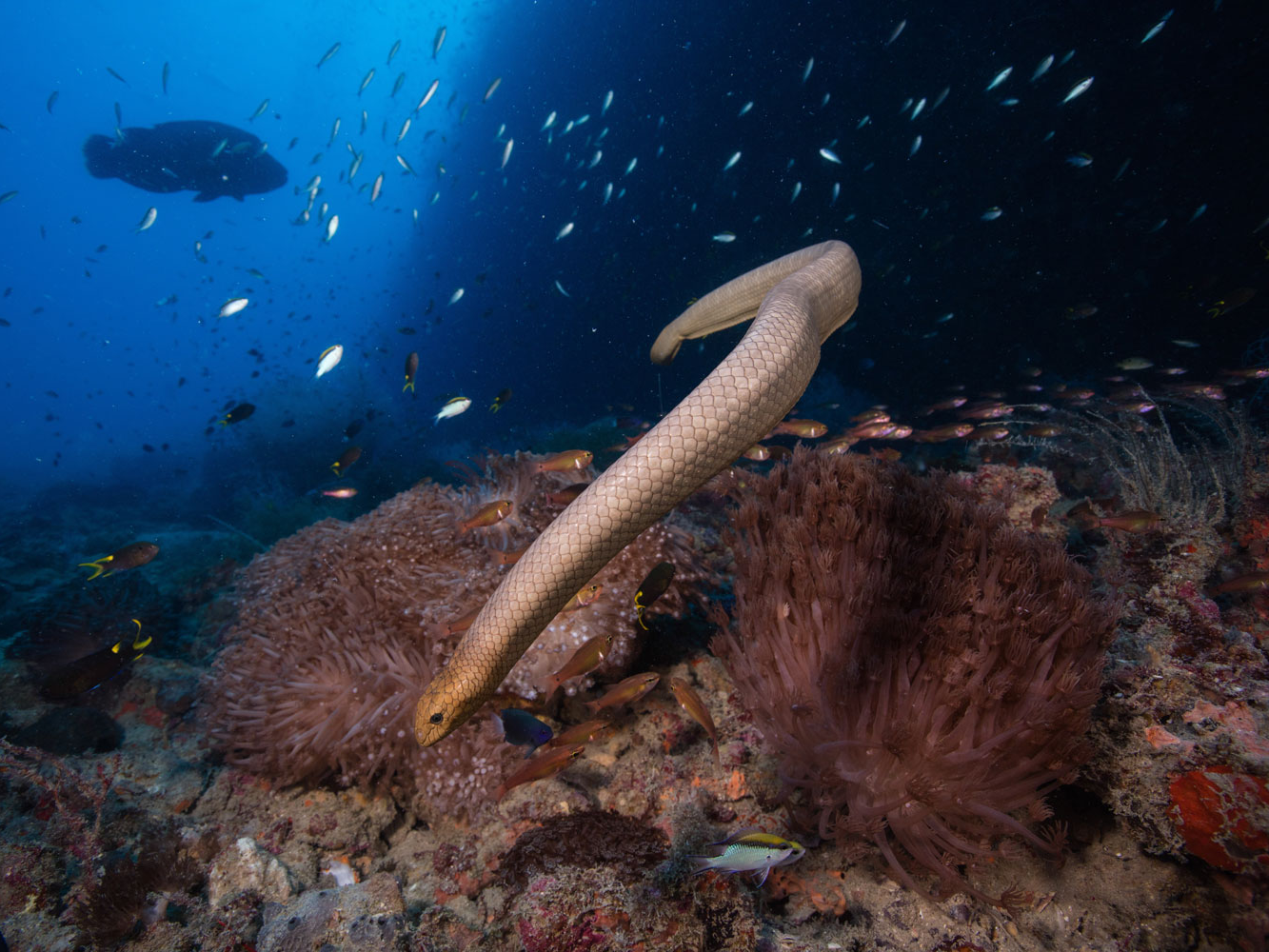 olive sea snake