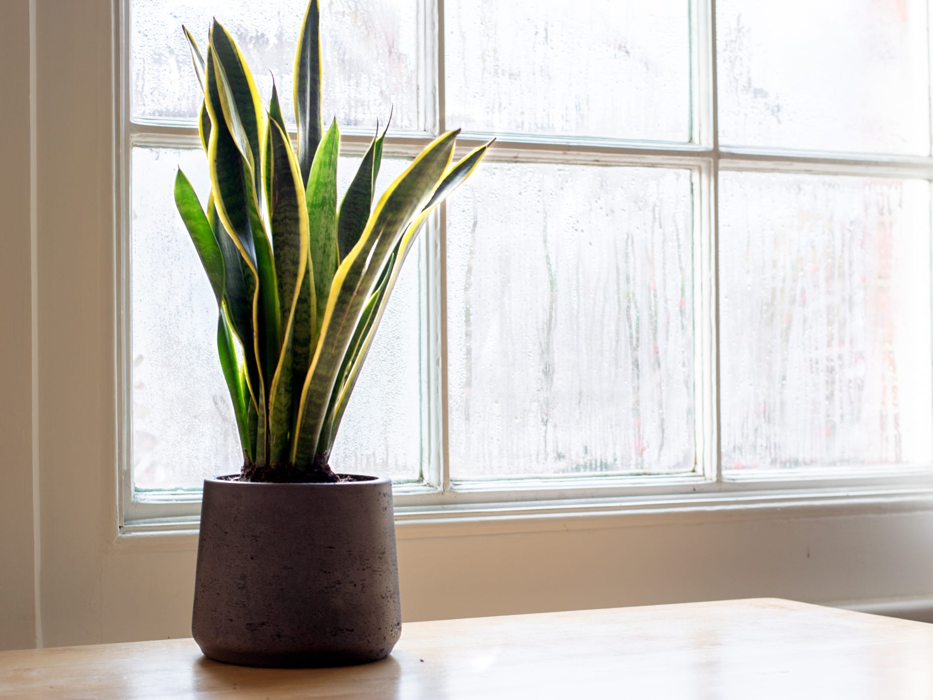 A potted snake plant near a window