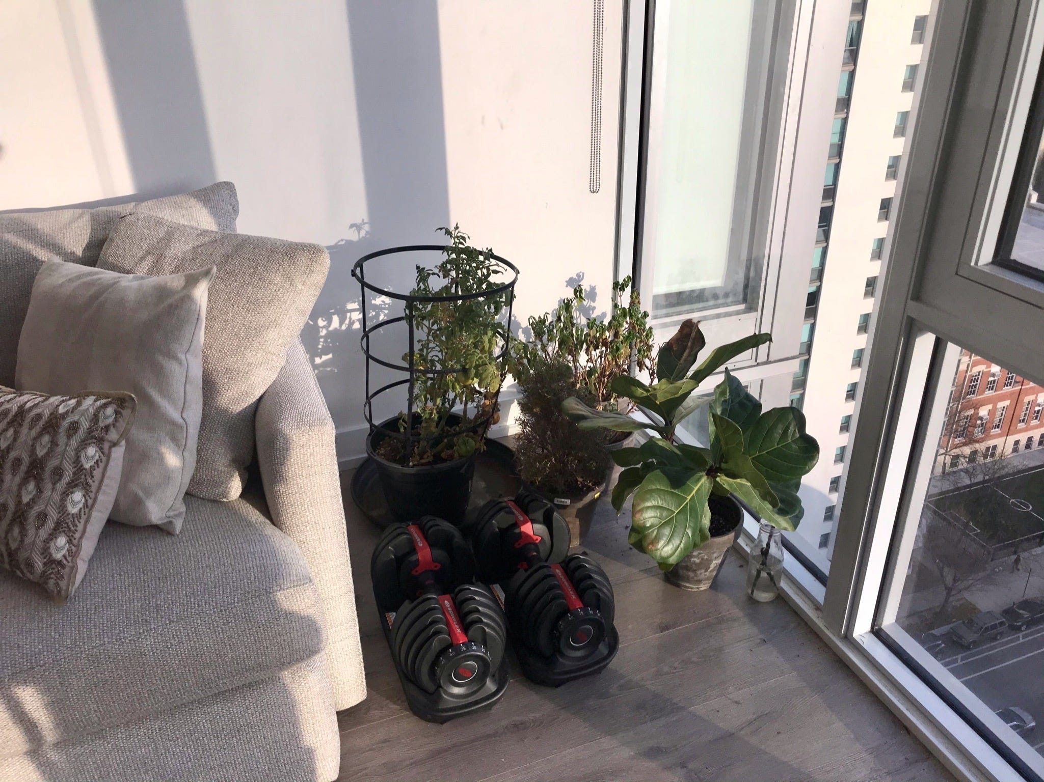 The writer's plant and some weights next to her couch.