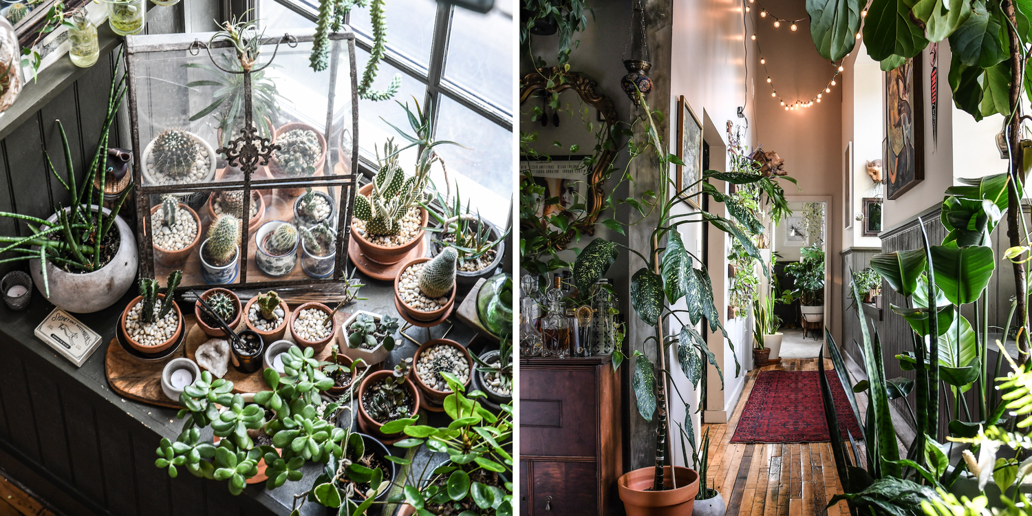 A side-by-side of two photos. The first picture shows a window sill filled with plants, and the second picture shows a home hallway filled with plants.