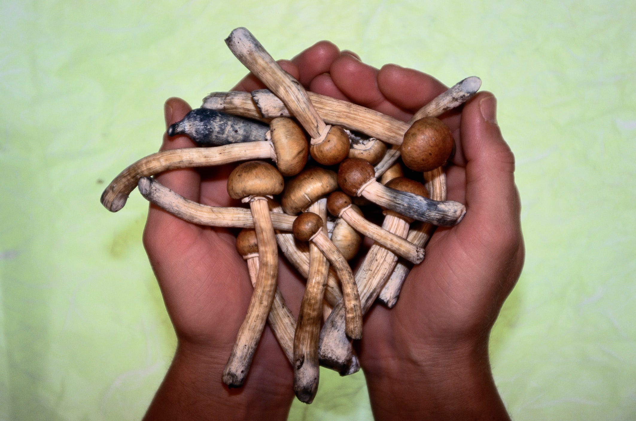 Magic mushrooms