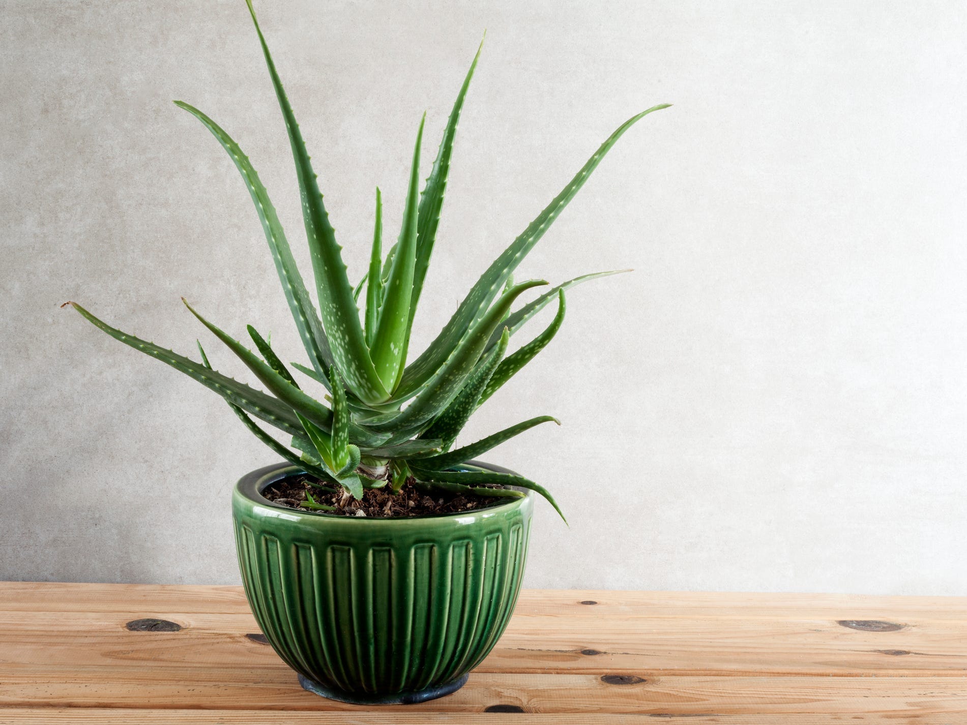 An aloe vera plant in a green pot