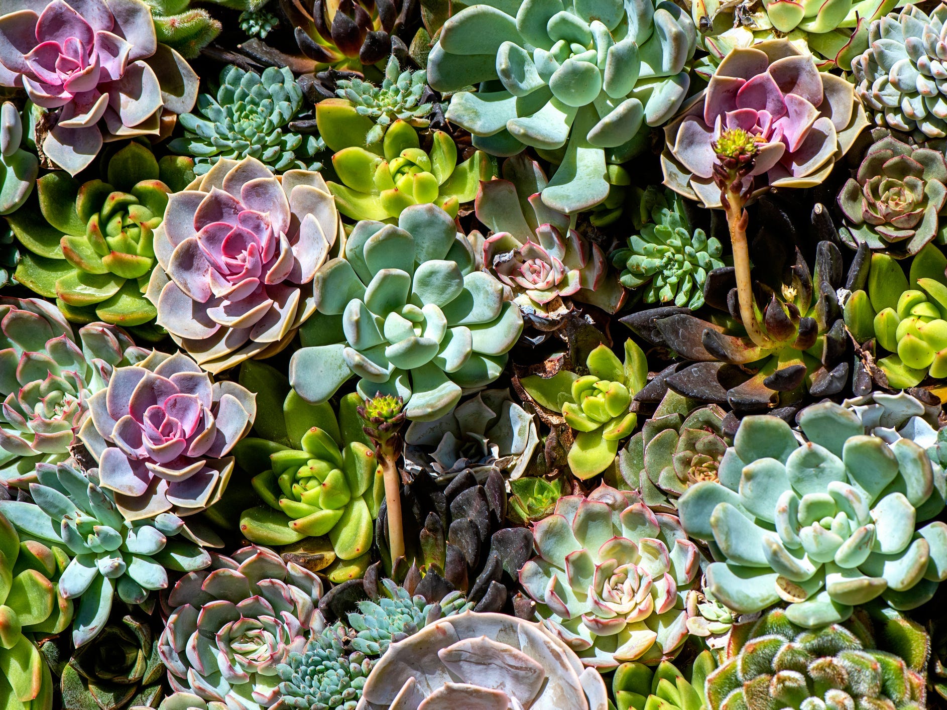 A cluster of hens and chicks plants.