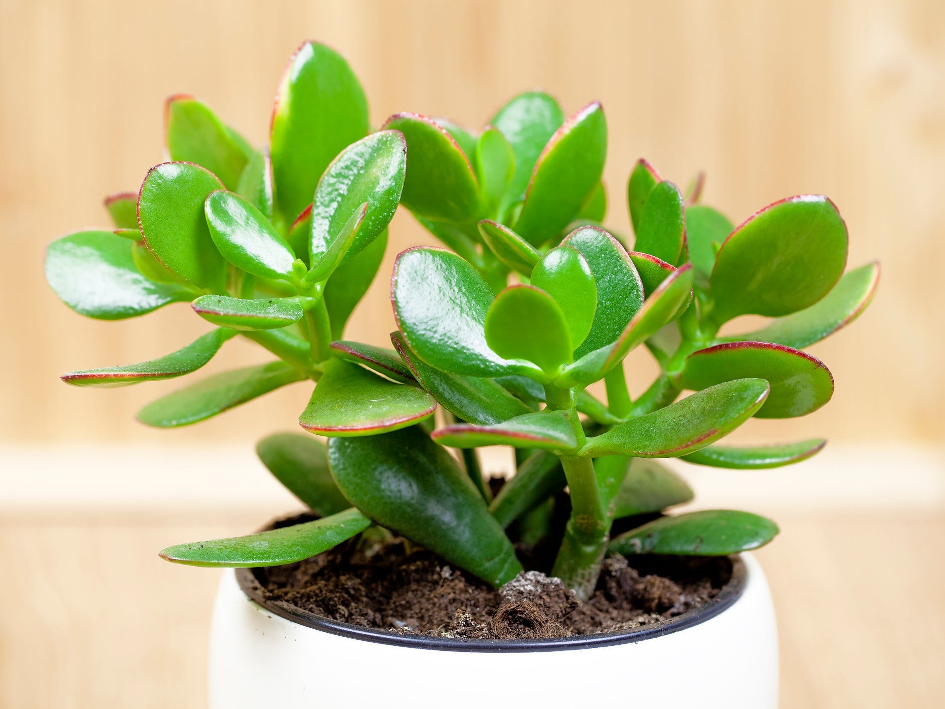 Close-up of a jade plant in a white pot.