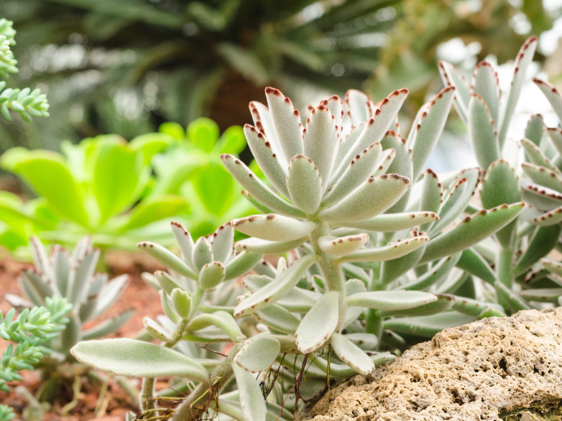 A cluster of panda plants.