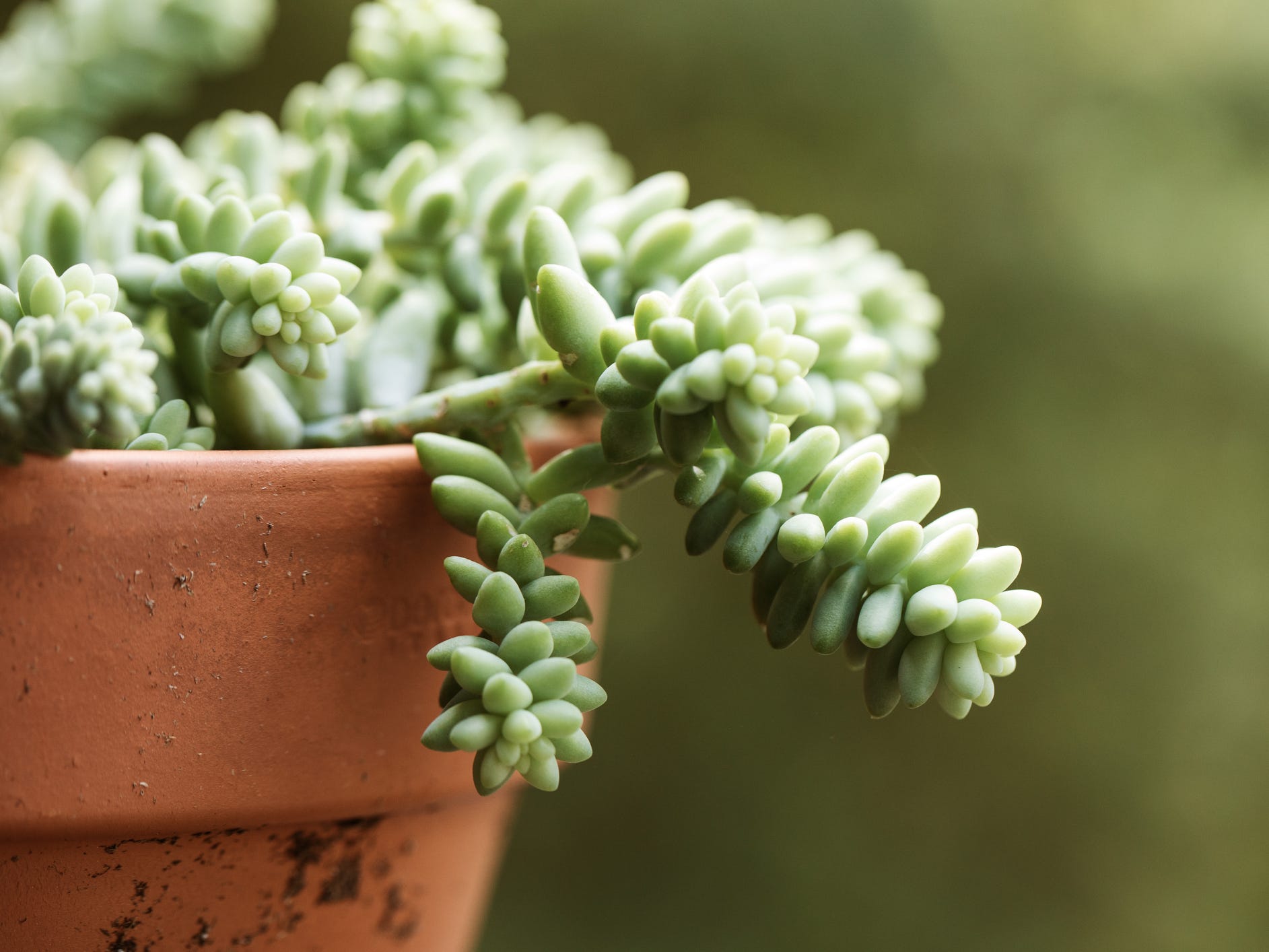 A close-up of donkey's tail plant.