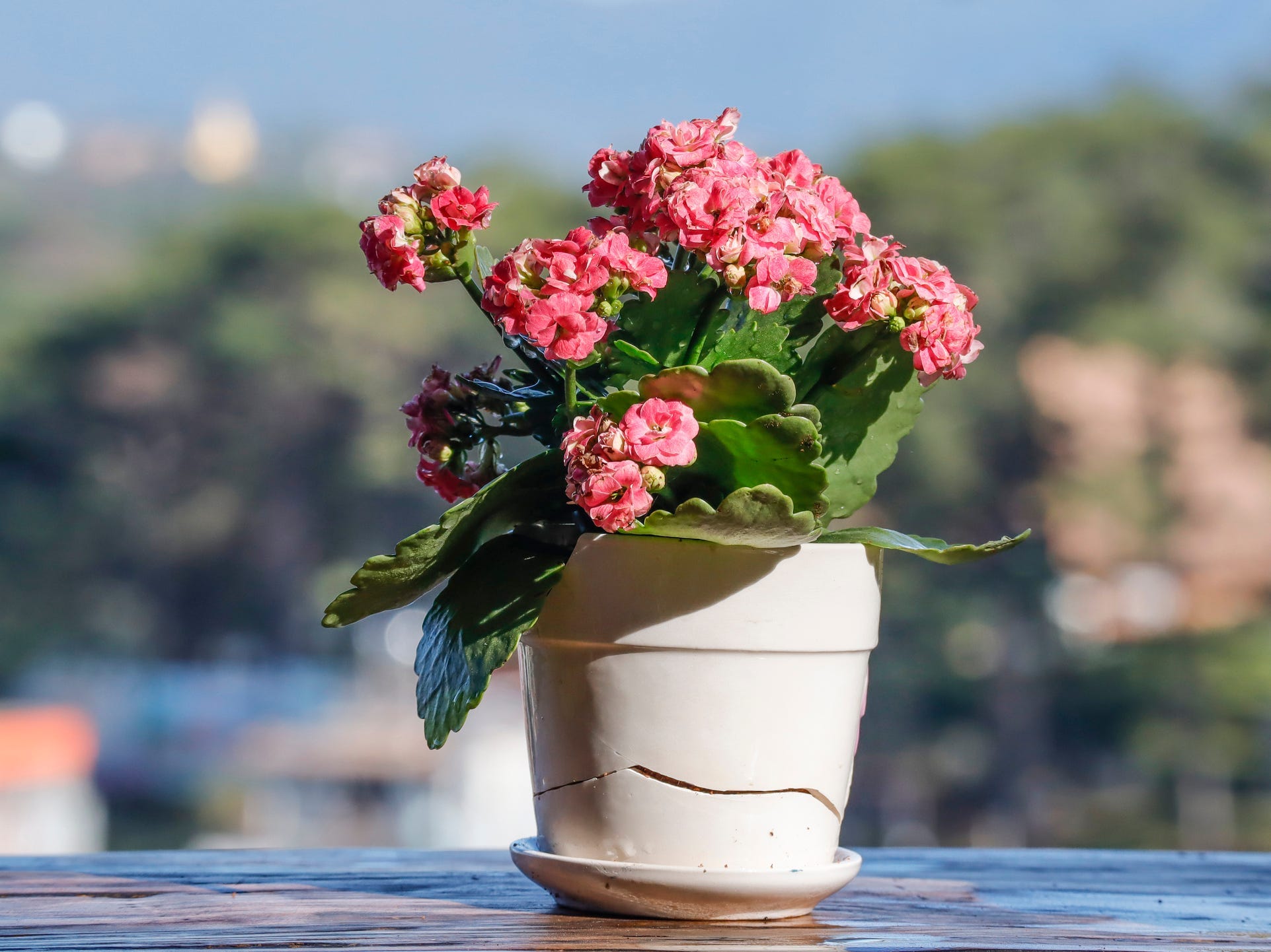 A flaming katy plant in a white pot.