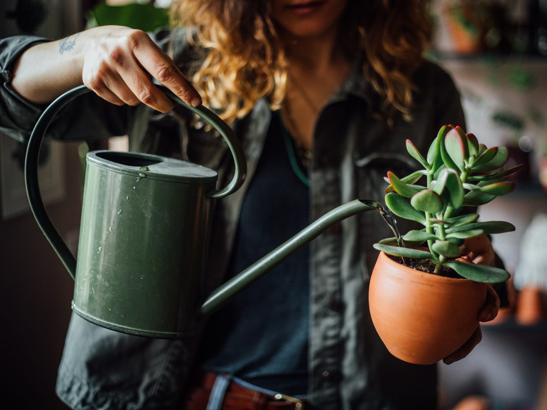 Someone watering a succulent plant.