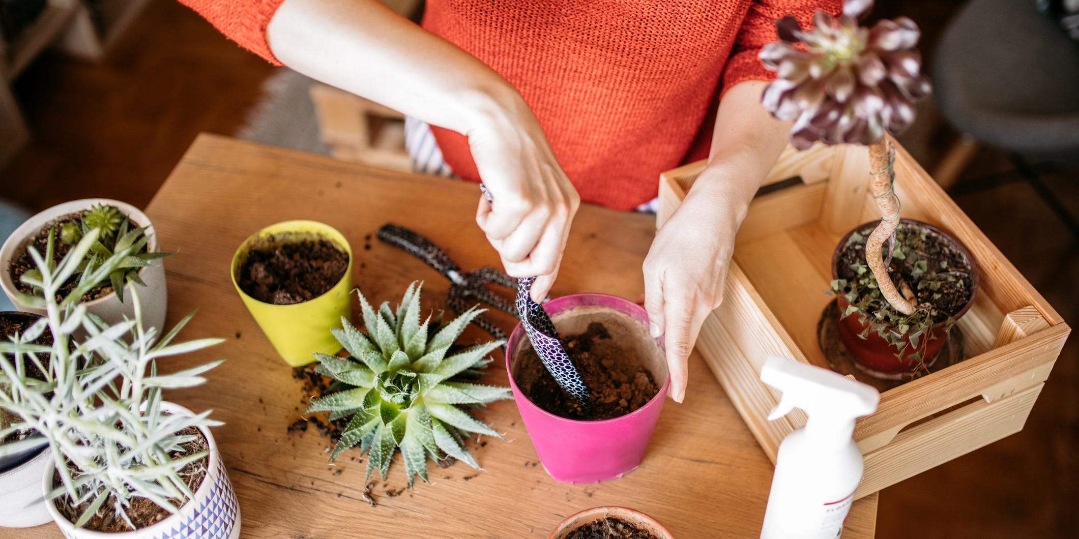 Someone plants multiple houseplants in brightly colored pots.