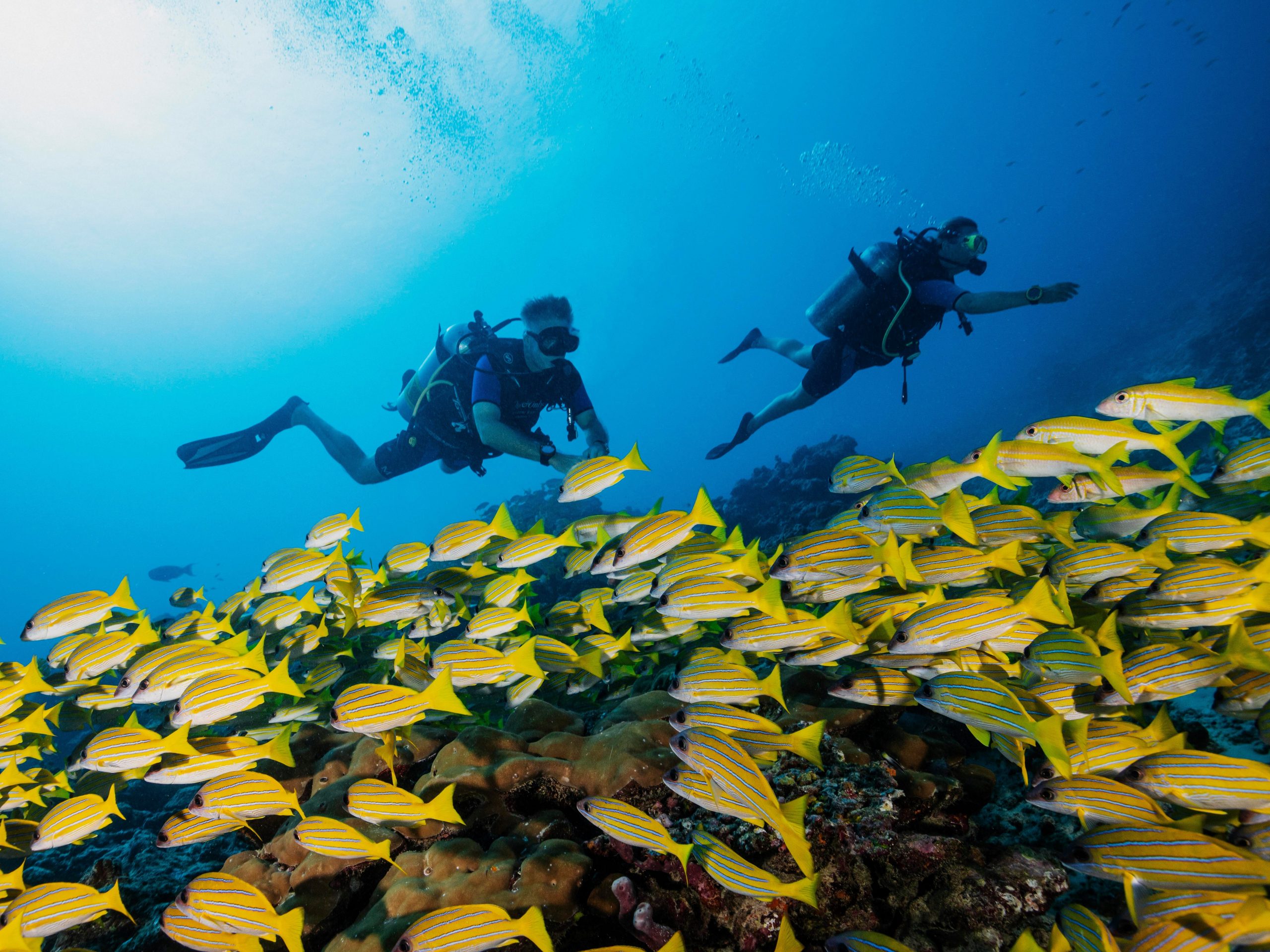 Former Navy SEALs can join the VIP client’s dive trips. Reethi Rah/Embark Beyond