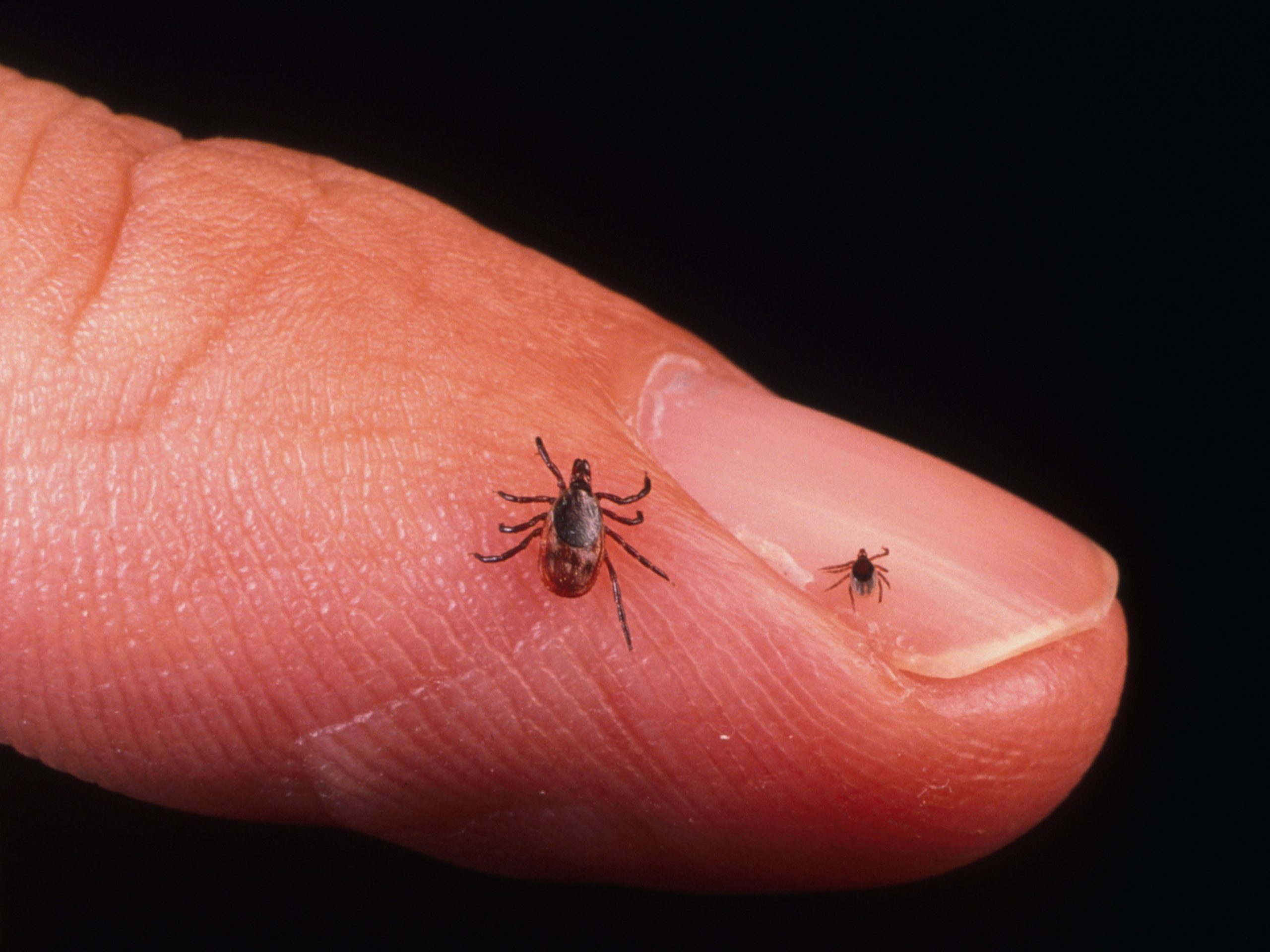 An adult tick and a nymph tick.