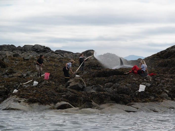 A group of people spray a stranded killer whale with sea water in Alaska.