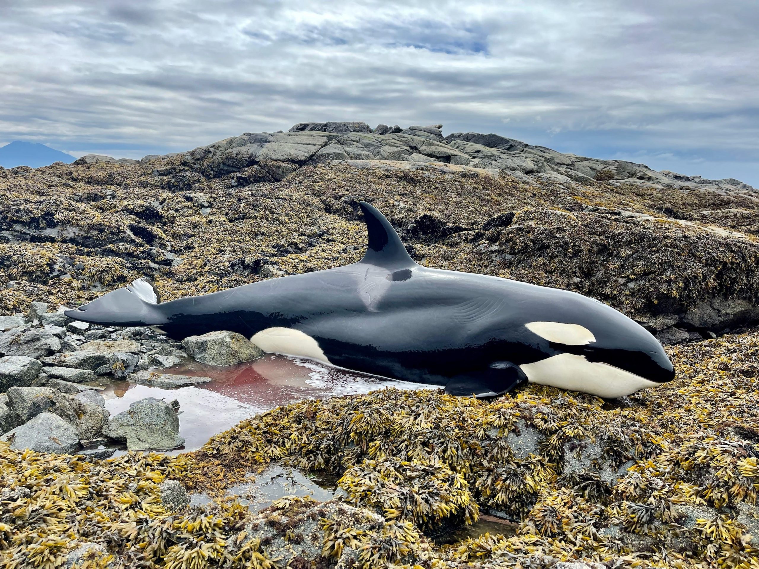 An orca laying on rugged rocks.