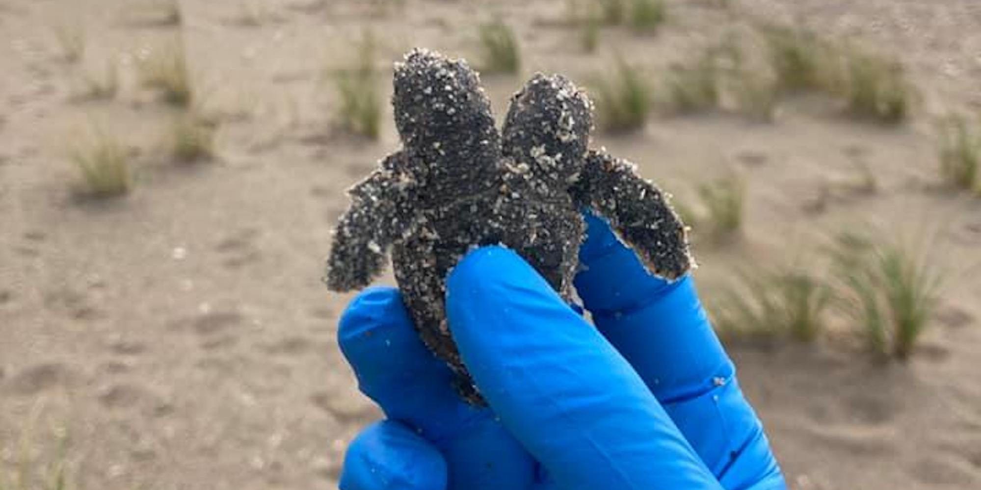 A gloved hand holding a turtle hatching with two heads on a beach.