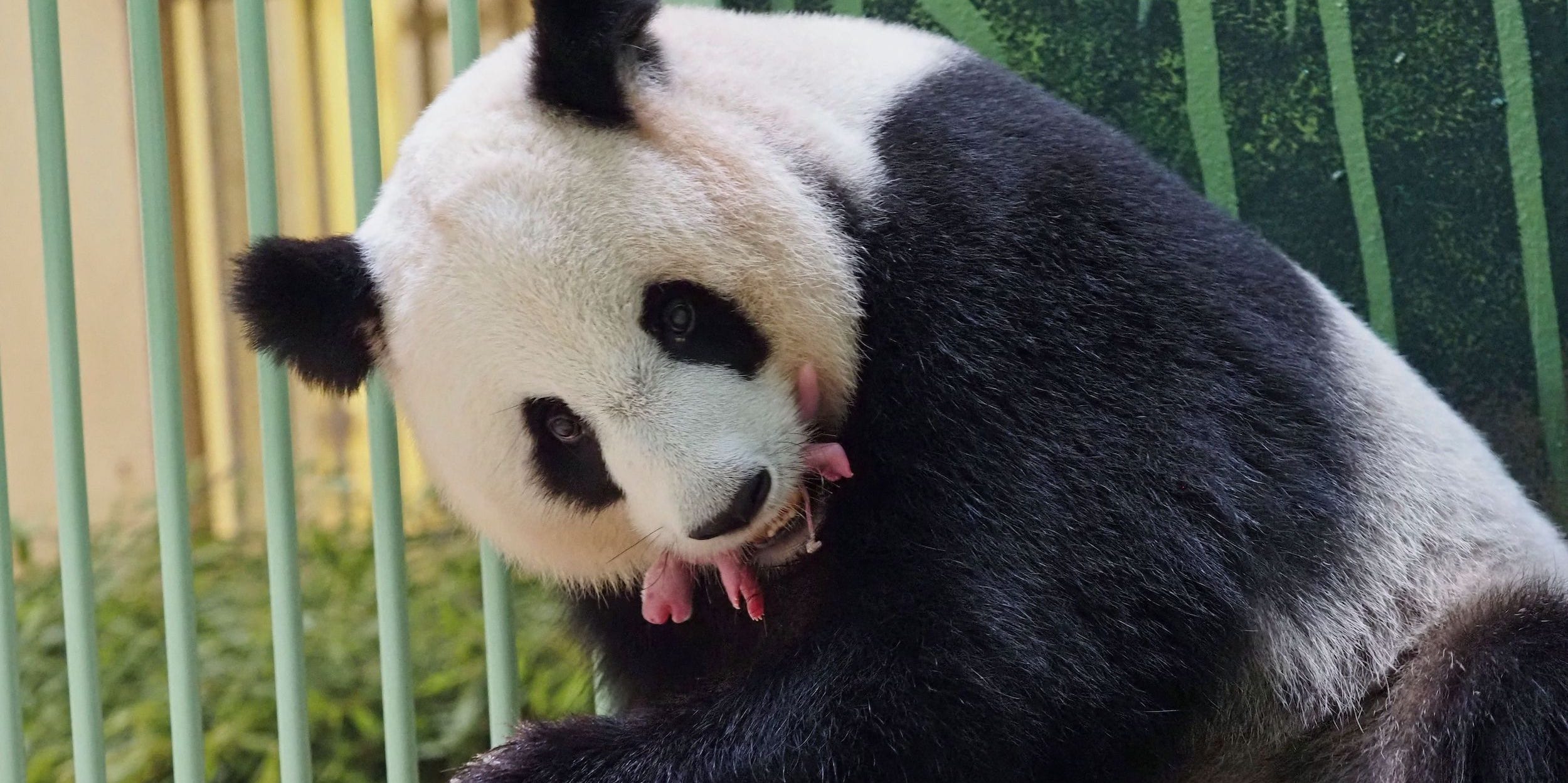 The giant panda Huan Huan, which means "Happy" in Chinese, and her twin cubs are seen inside their enclosure after she gave birth at Beauval Zoo in Saint-Aignan-sur-Cher, Central France, on August 1, 2021.