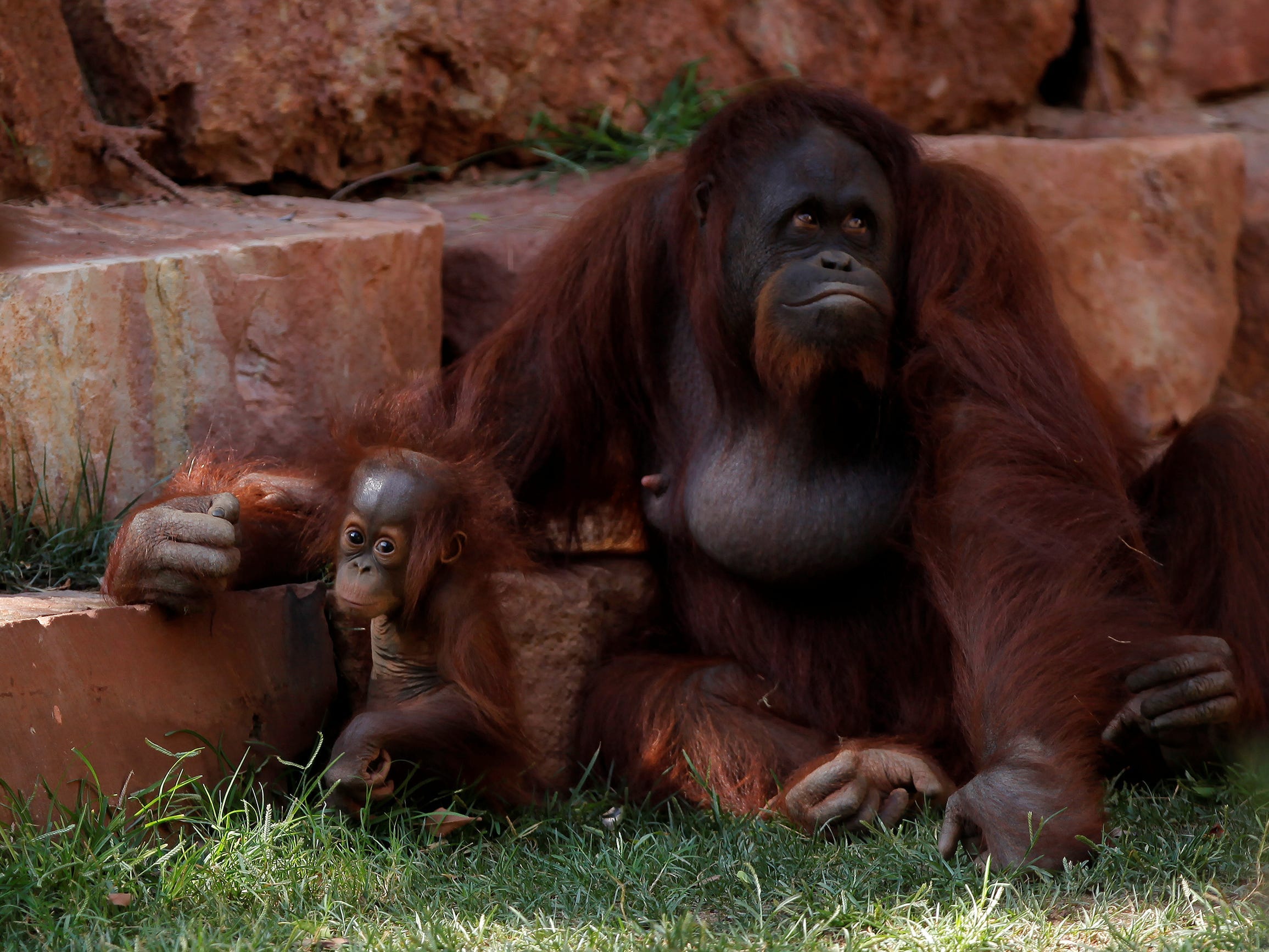 Bornean orangutan