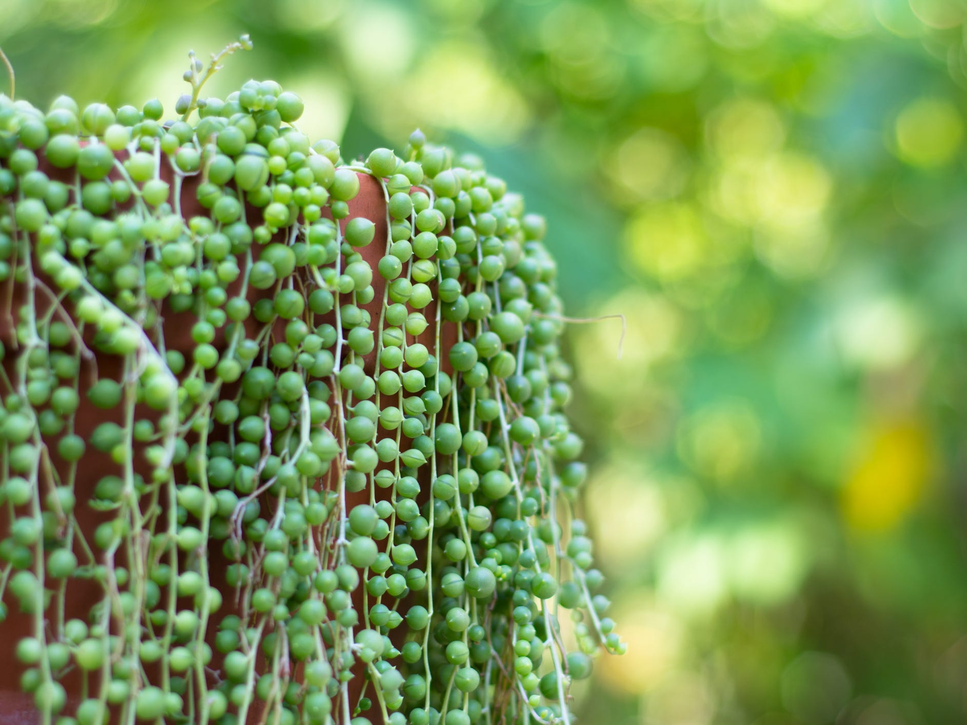 A string of pearls succulent in a hanging basket