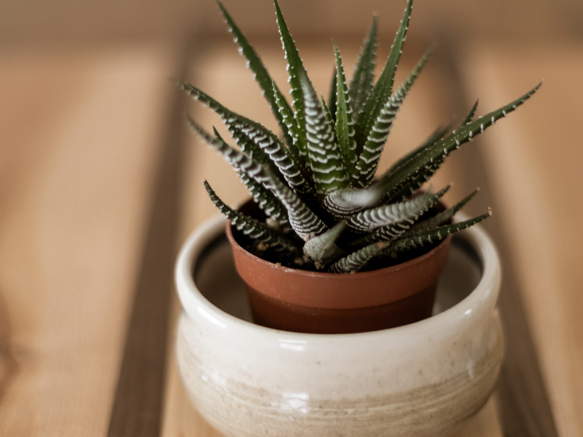 A haworthia zerbra succulent in a terra cotta pot sitting inside a white planter