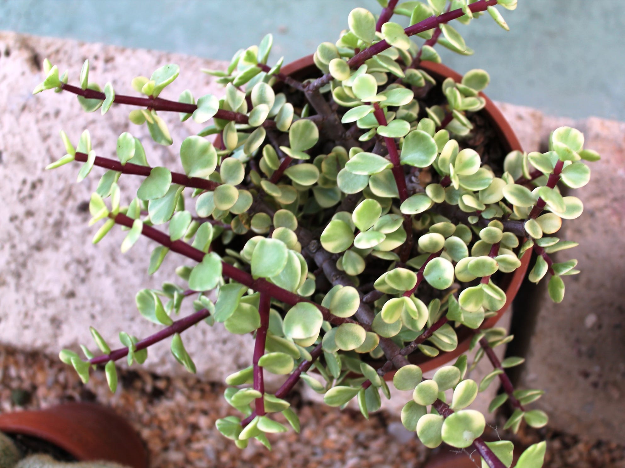 An elephant bush succulent viewed from above