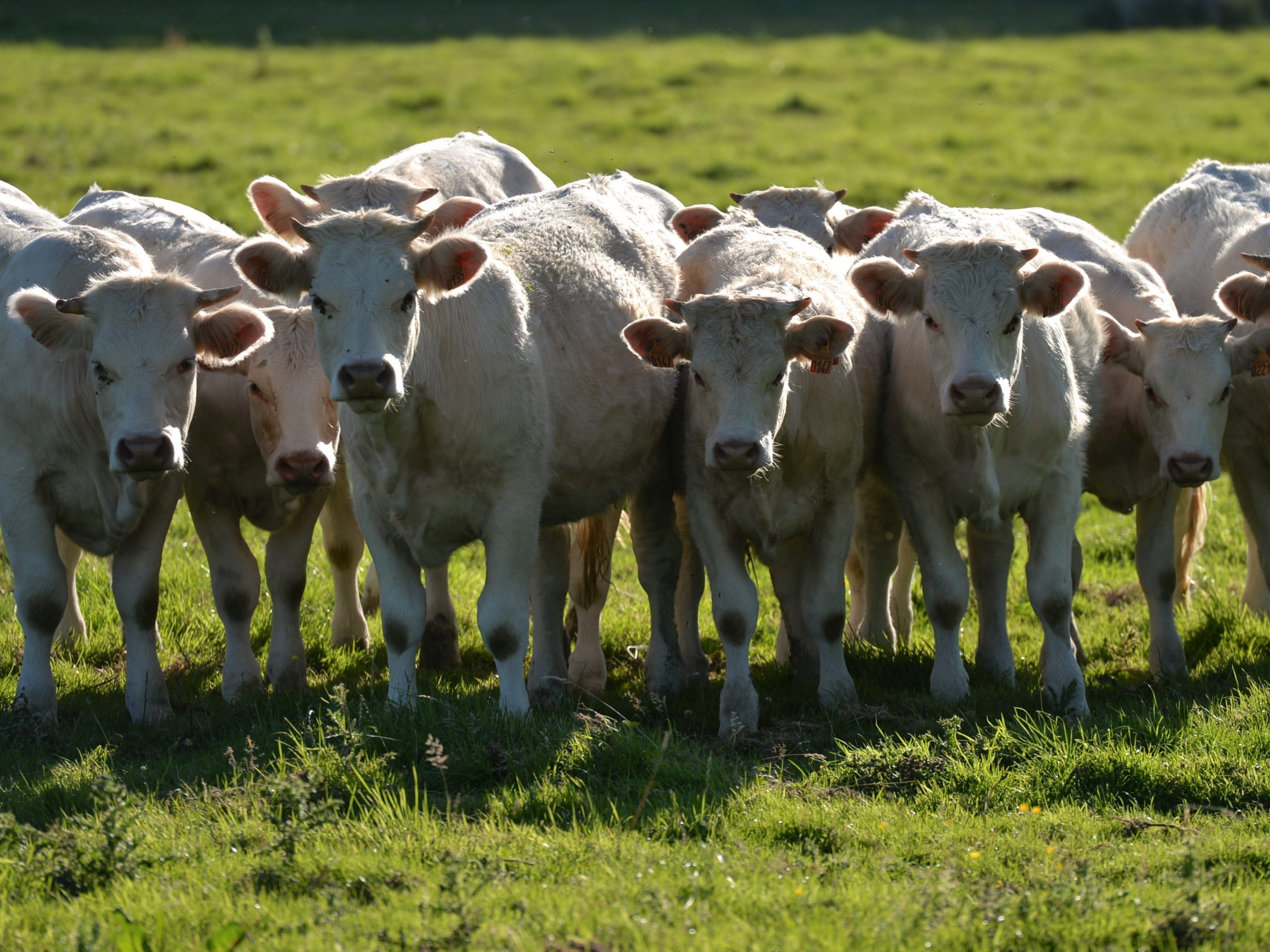 Several white cows standing in a field of green grass.