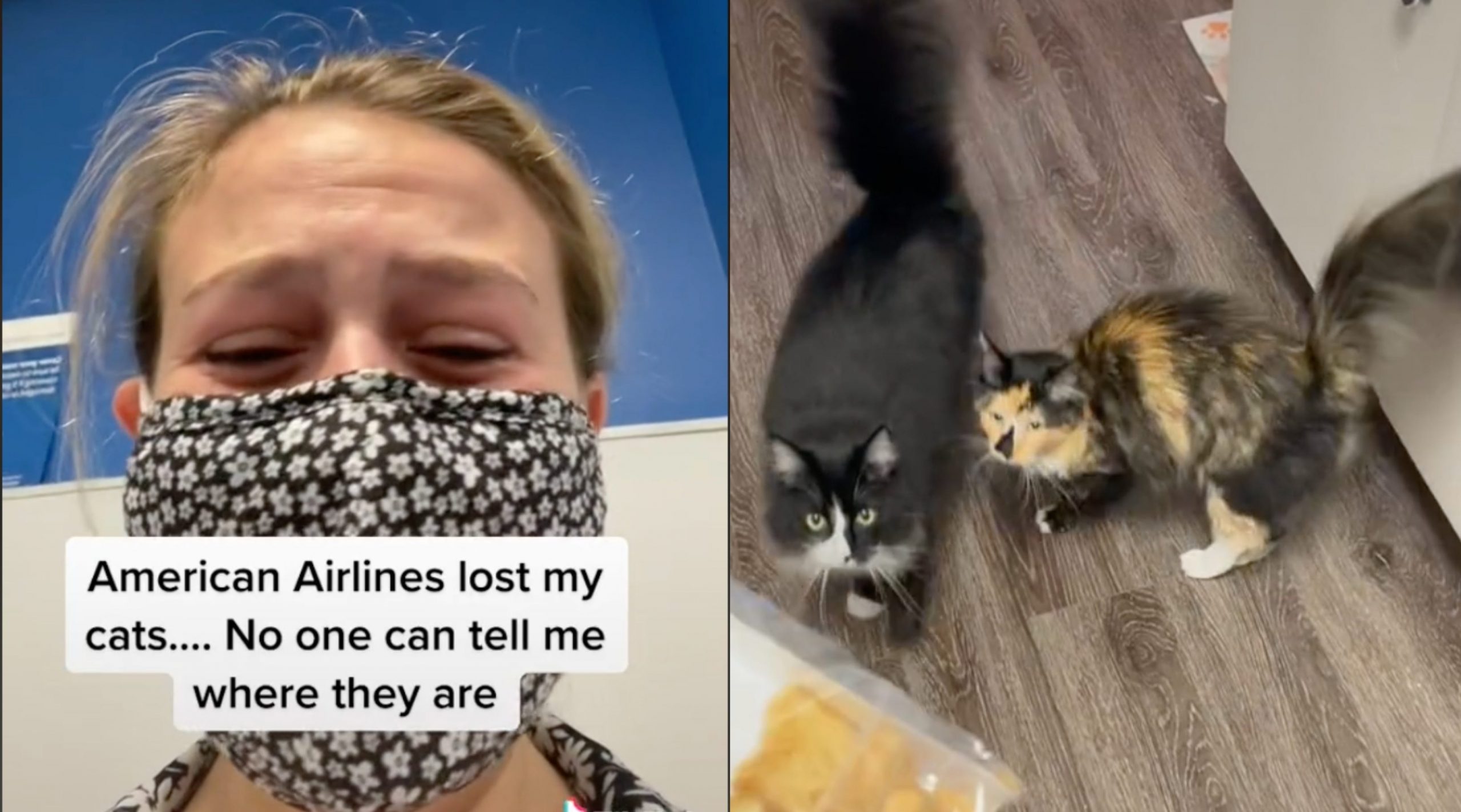 Wide preview of TikToker Ariel Dale and her two cats, Mr. Tumnus and Stevie Nicks, after she posted a video saying American Airlines lost the pets.