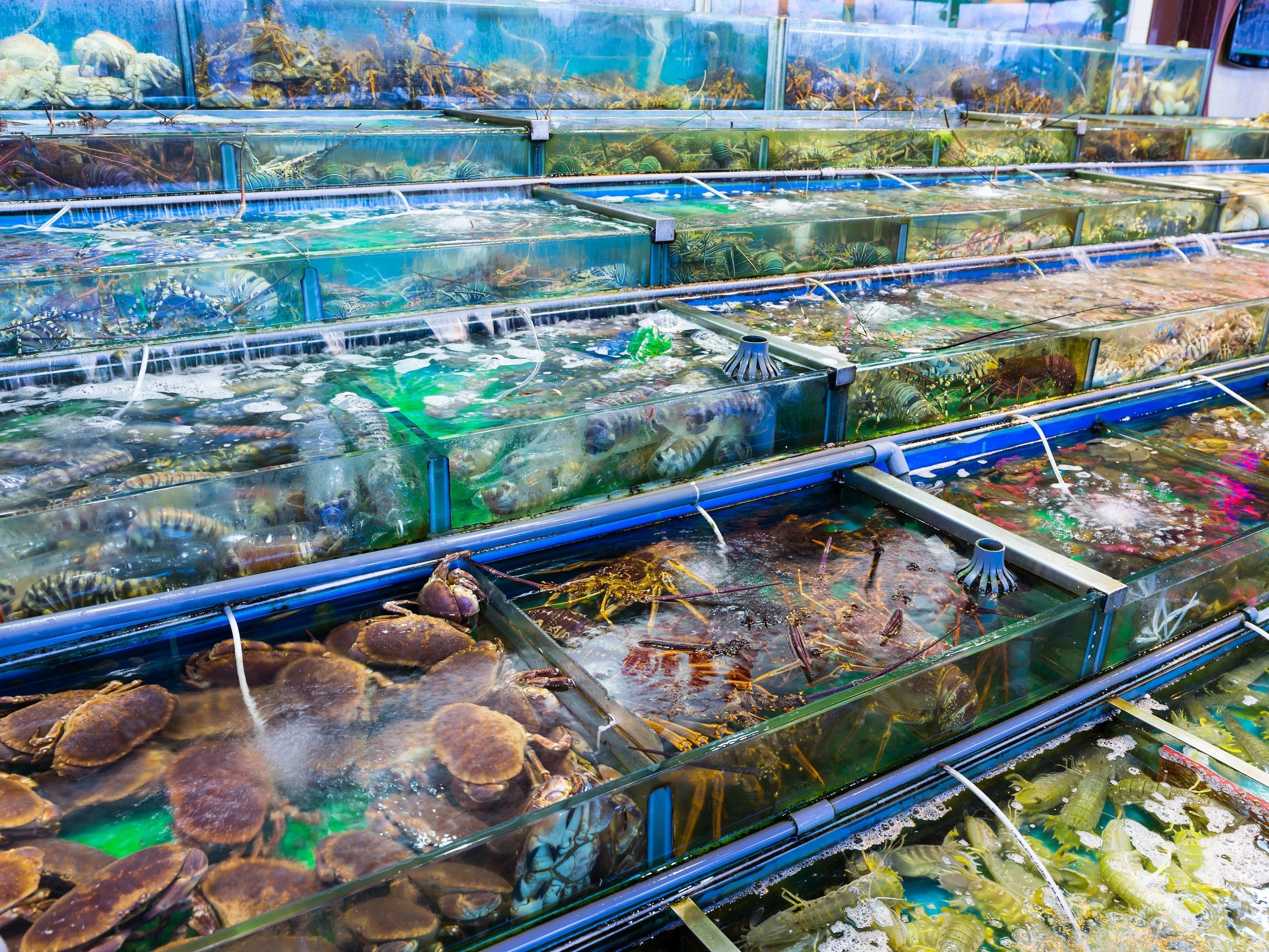 hong kong seafood tanks