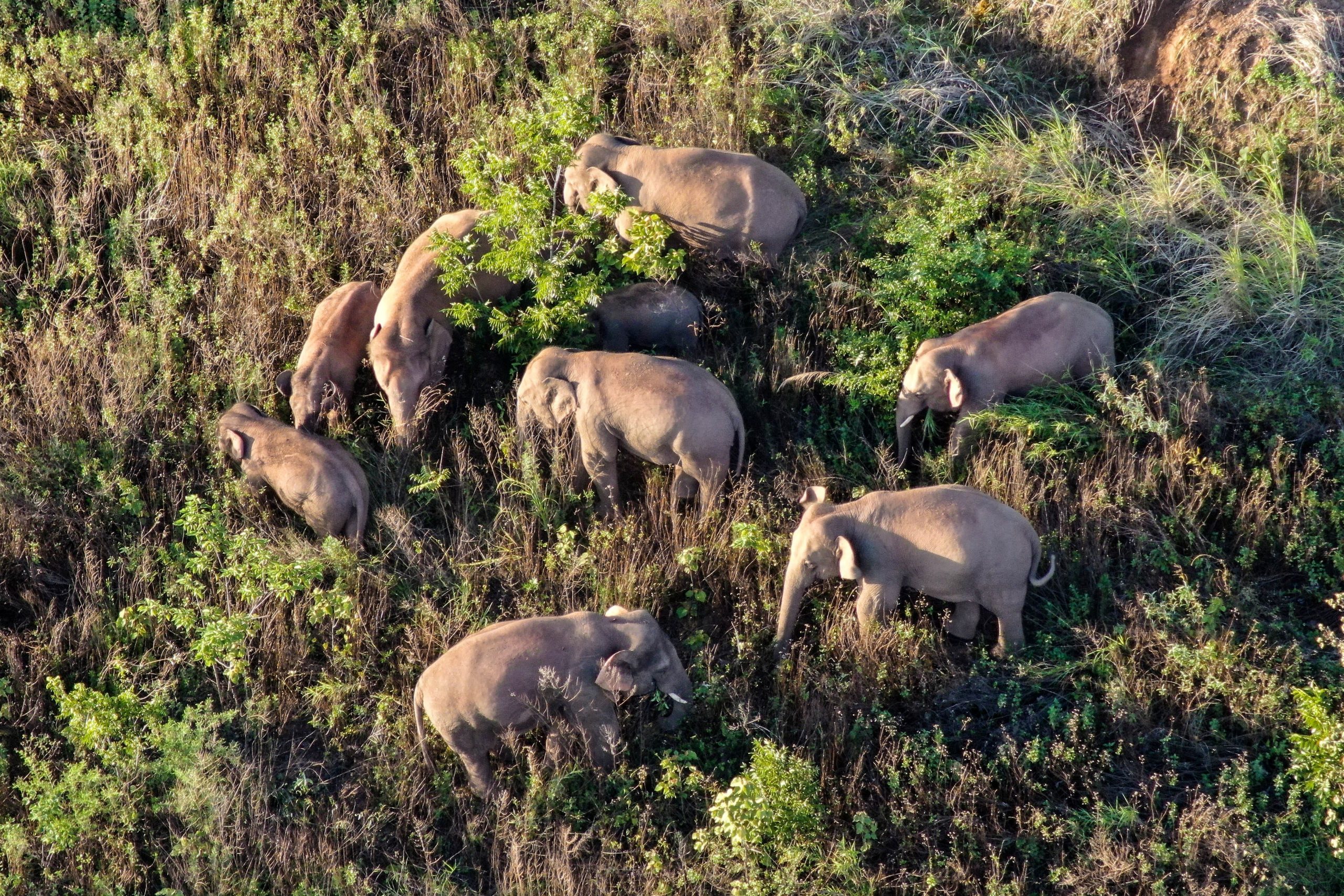 Elephants going home