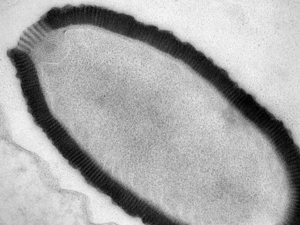 ancient giant virus ressurected