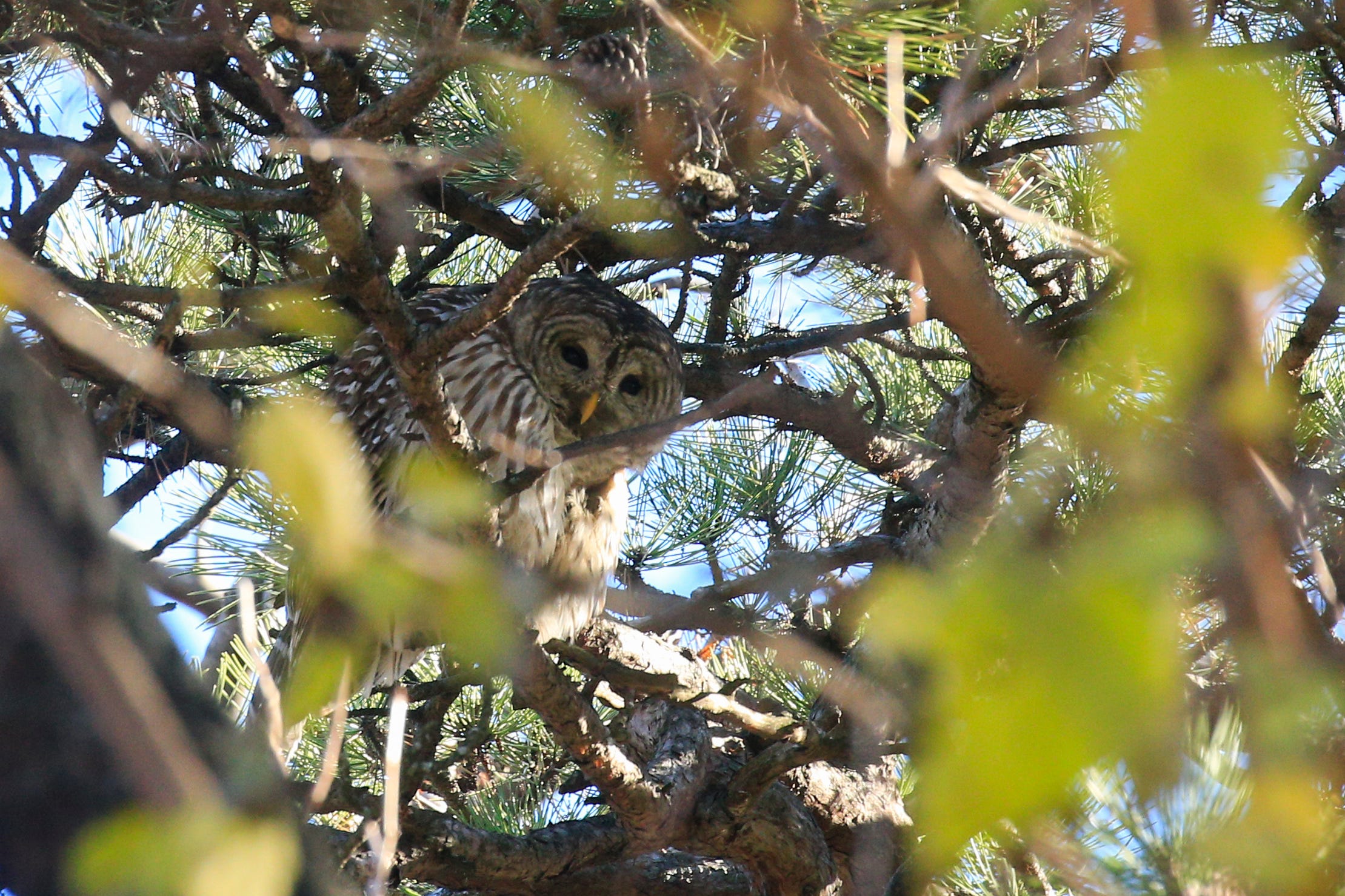 A barred owl perches on a branch in New York City's Central Park in 2020.