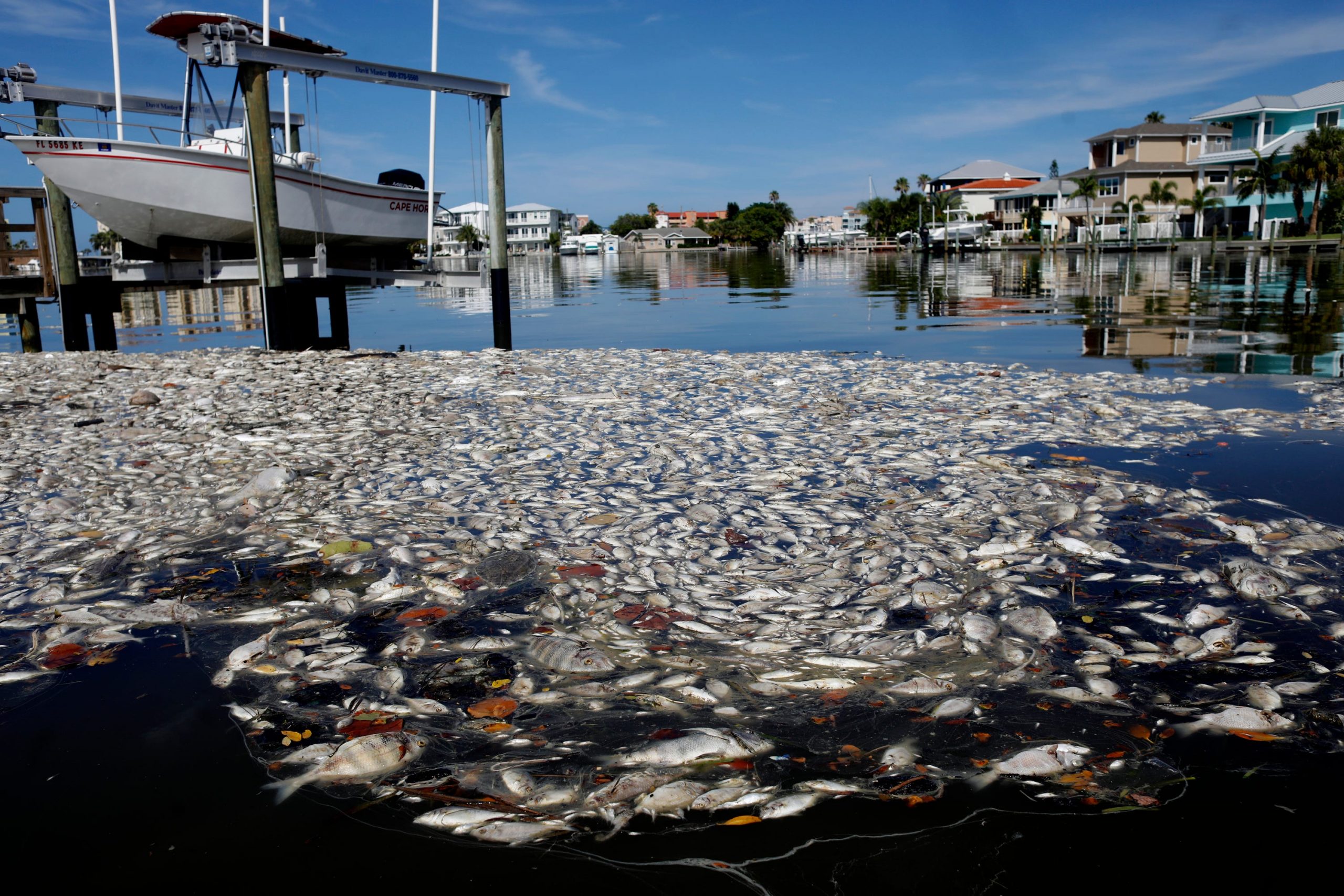 Thousands of dead fish float in the Boca Ciega Bay located near the mouth of Madeira Beach on July 21, 2021 in Madeira Beach, Florida. Red tide, which is formed by a type of bacteria, has killed several tons of marine life in Florida so far this year.