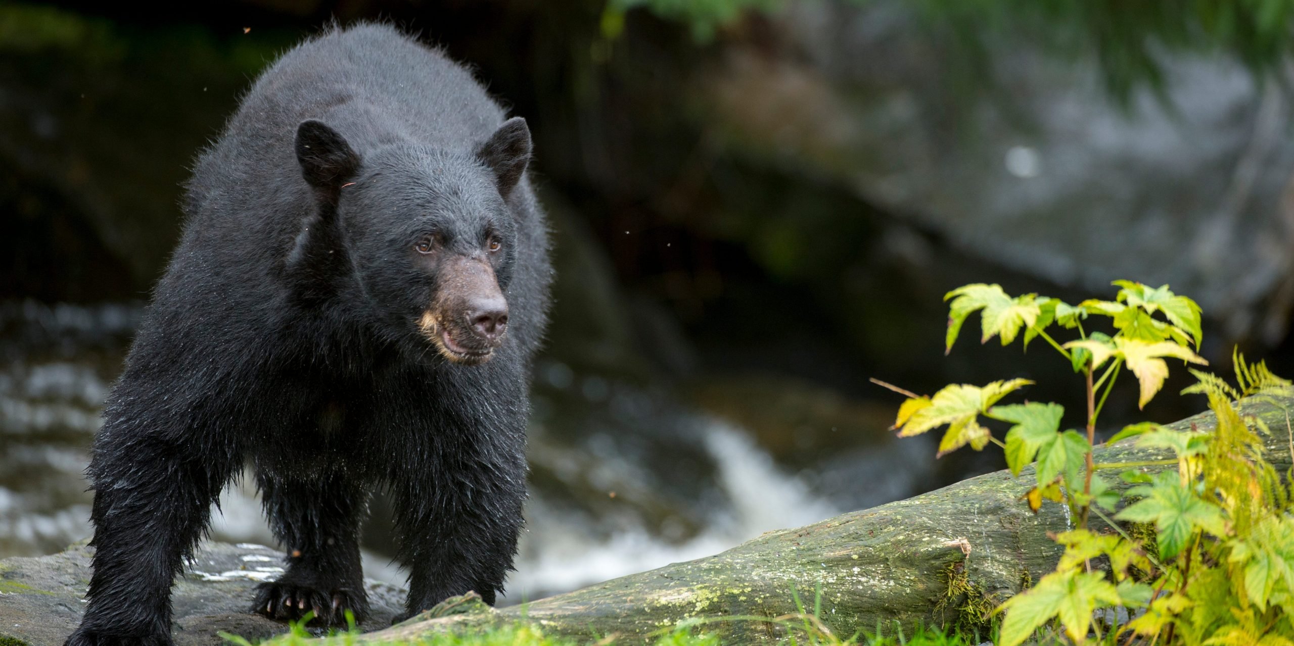 Black Bear