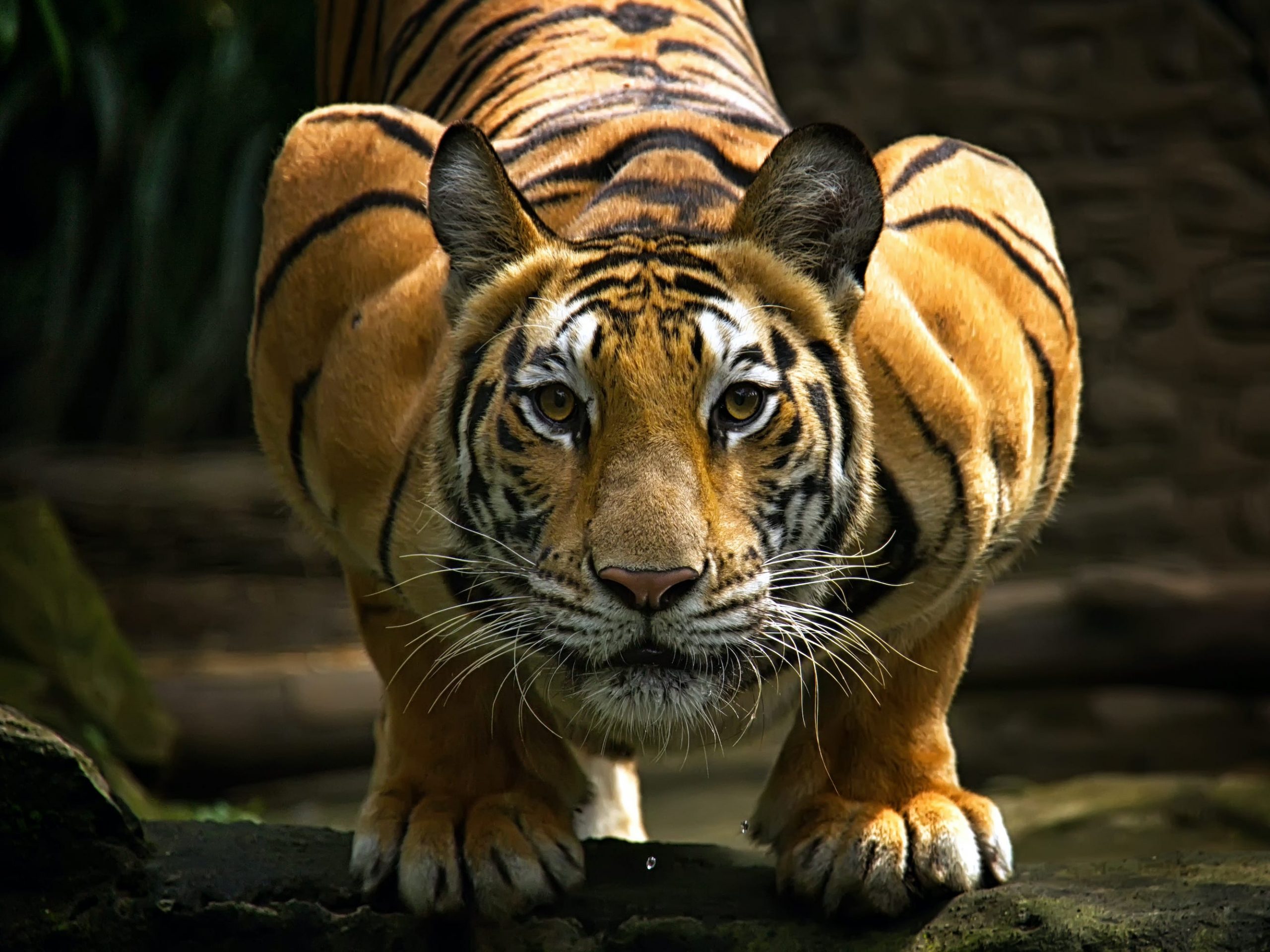 tiger