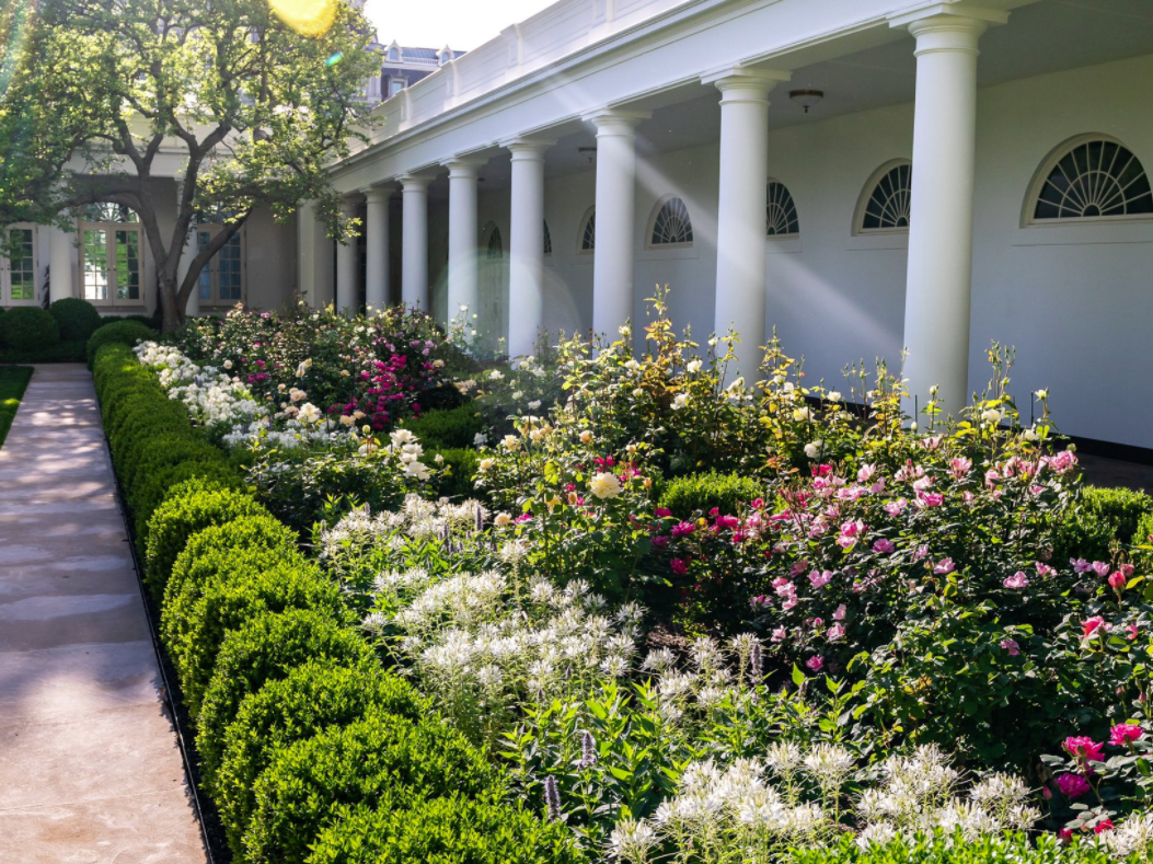 A photo of colorful flowers and greenery in the White House Rose Garden.