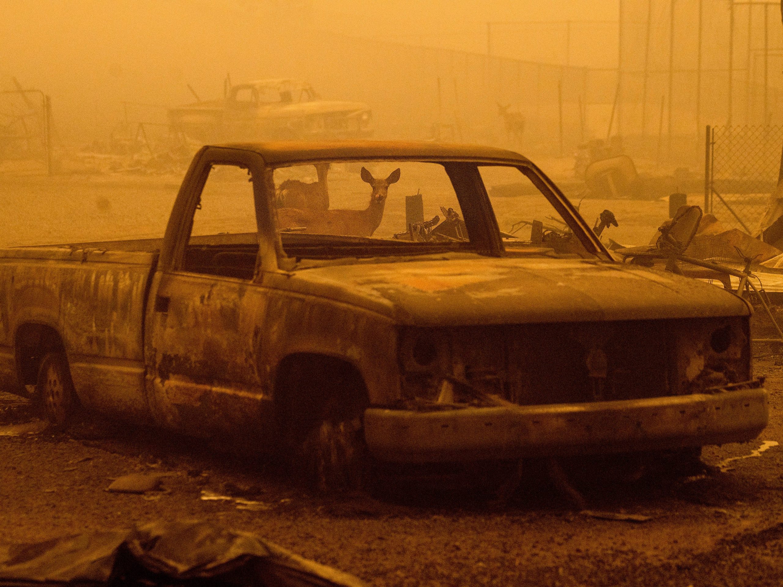 Deer wander among homes and vehicles destroyed by the Dixie Fire in the Greenville community of Plumas County, Calif., Friday, Aug. 6, 2021.