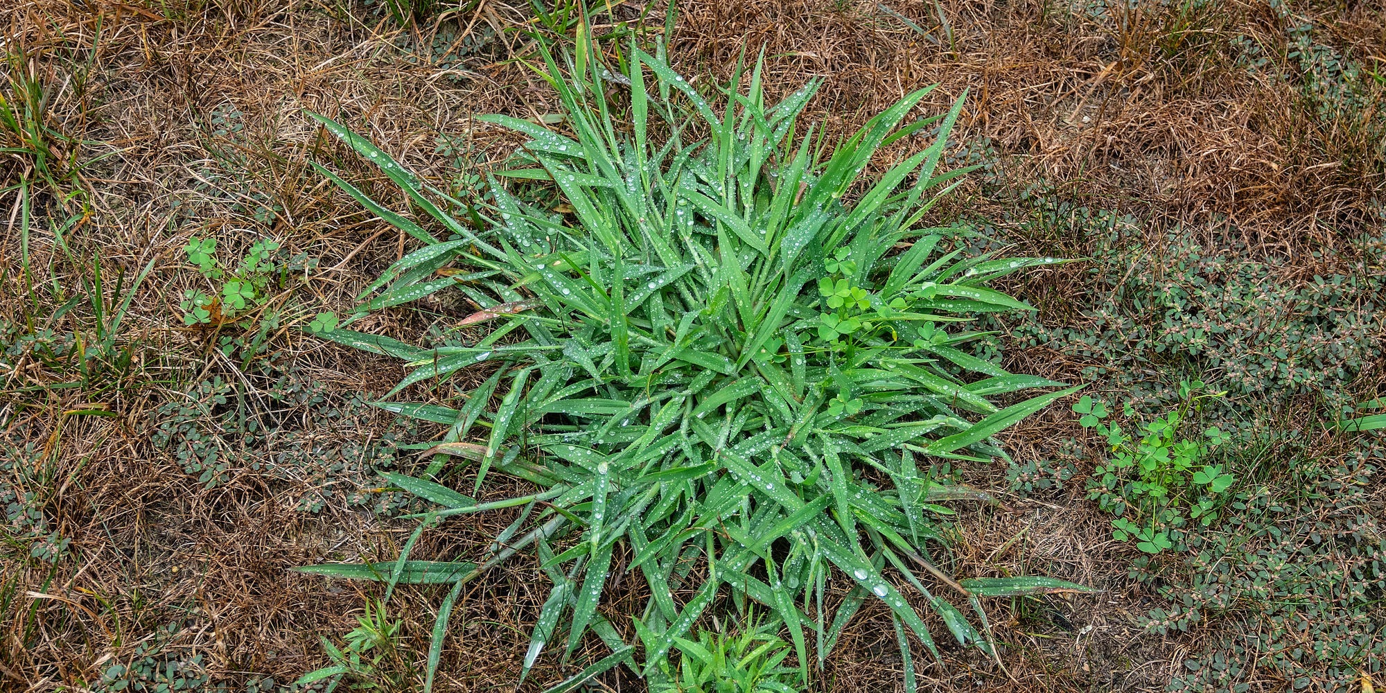 A patch of crabgrass in a brown lawn