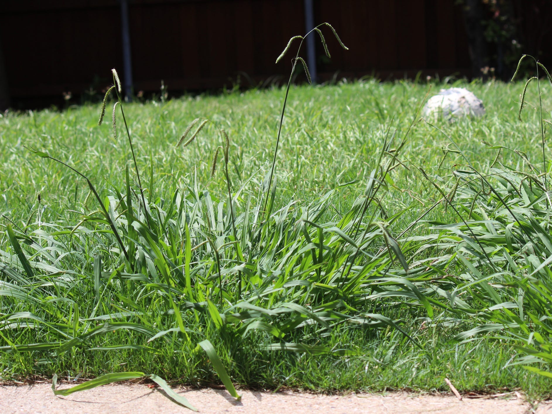 Flowering crabgrass in a lush, green lawn