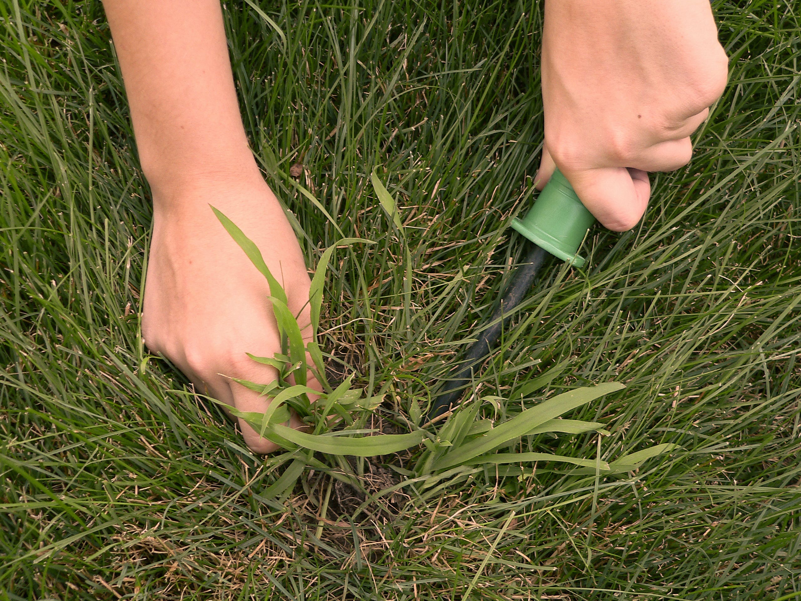 A pair of hands pulling up crabgrass from a lawn