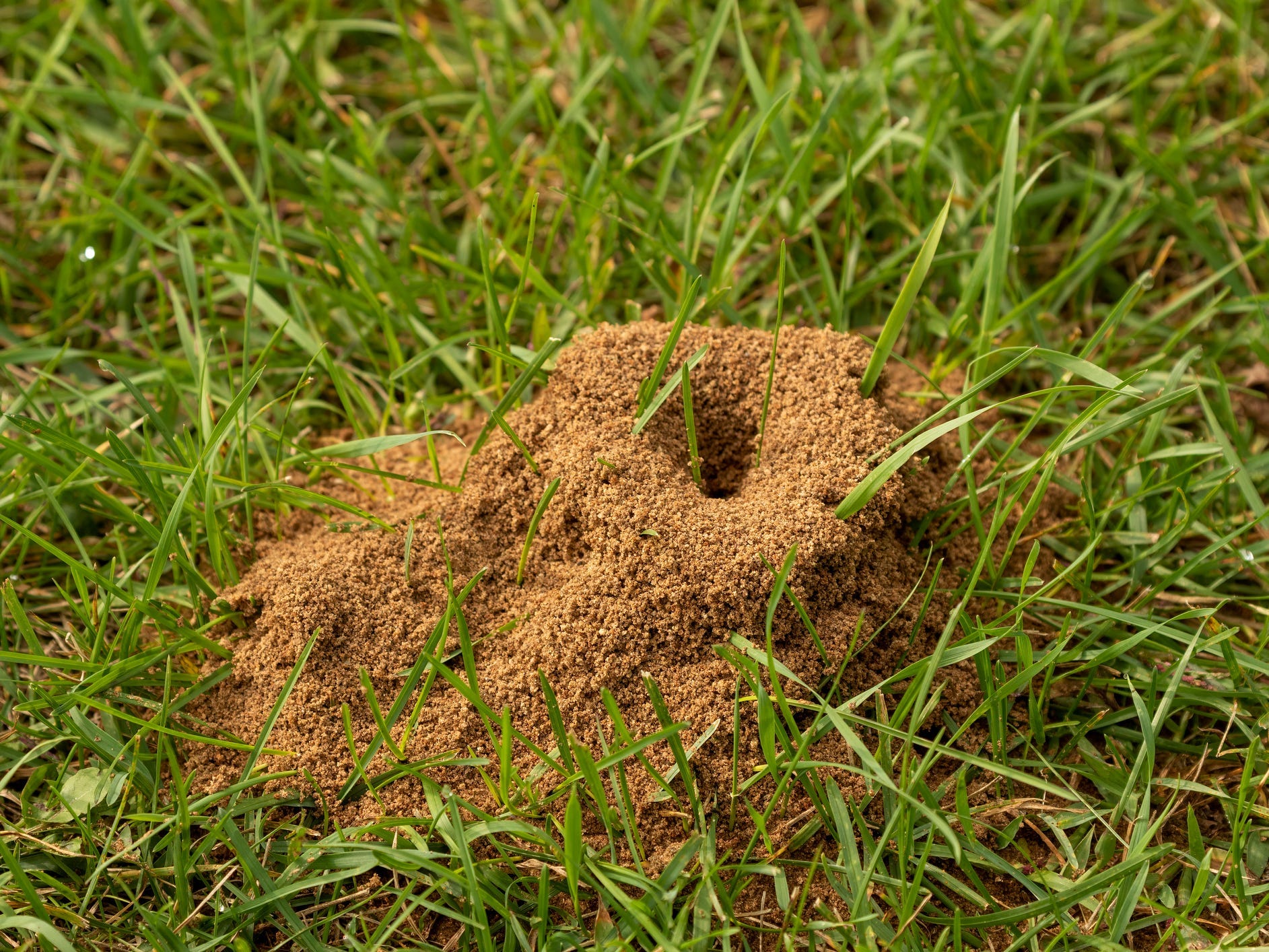 An anthill in a yard.