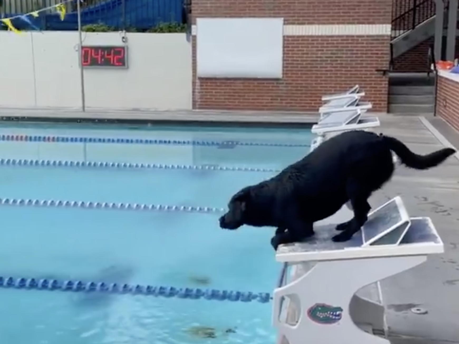 Caeleb Dressel's dog Jane prepares to dive into the pool.